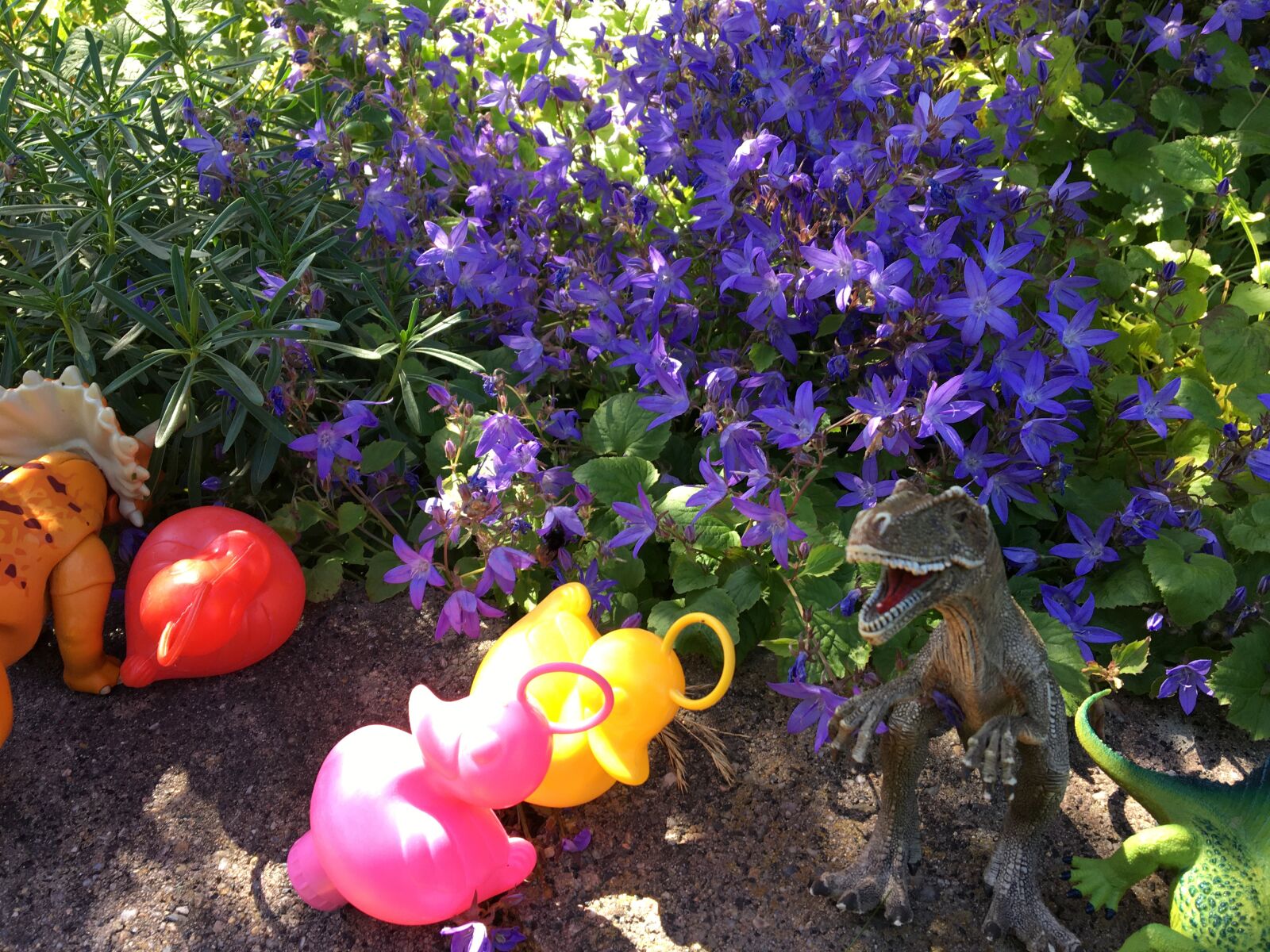 iPhone 6s back camera 4.15mm f/2.2 sample photo. Columbine, flower, toys photography