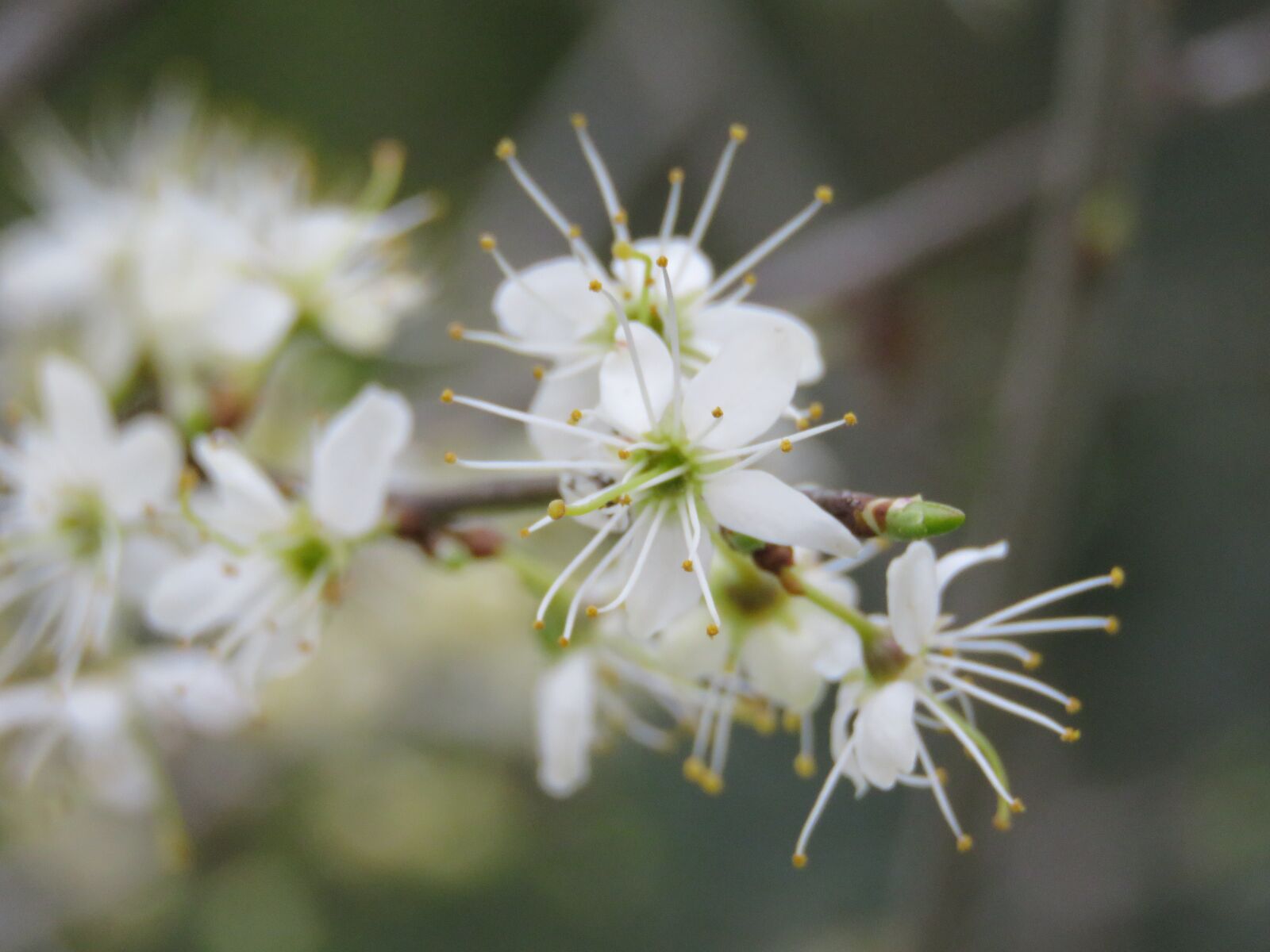 Canon PowerShot SX60 HS sample photo. Blossom, white, spring photography