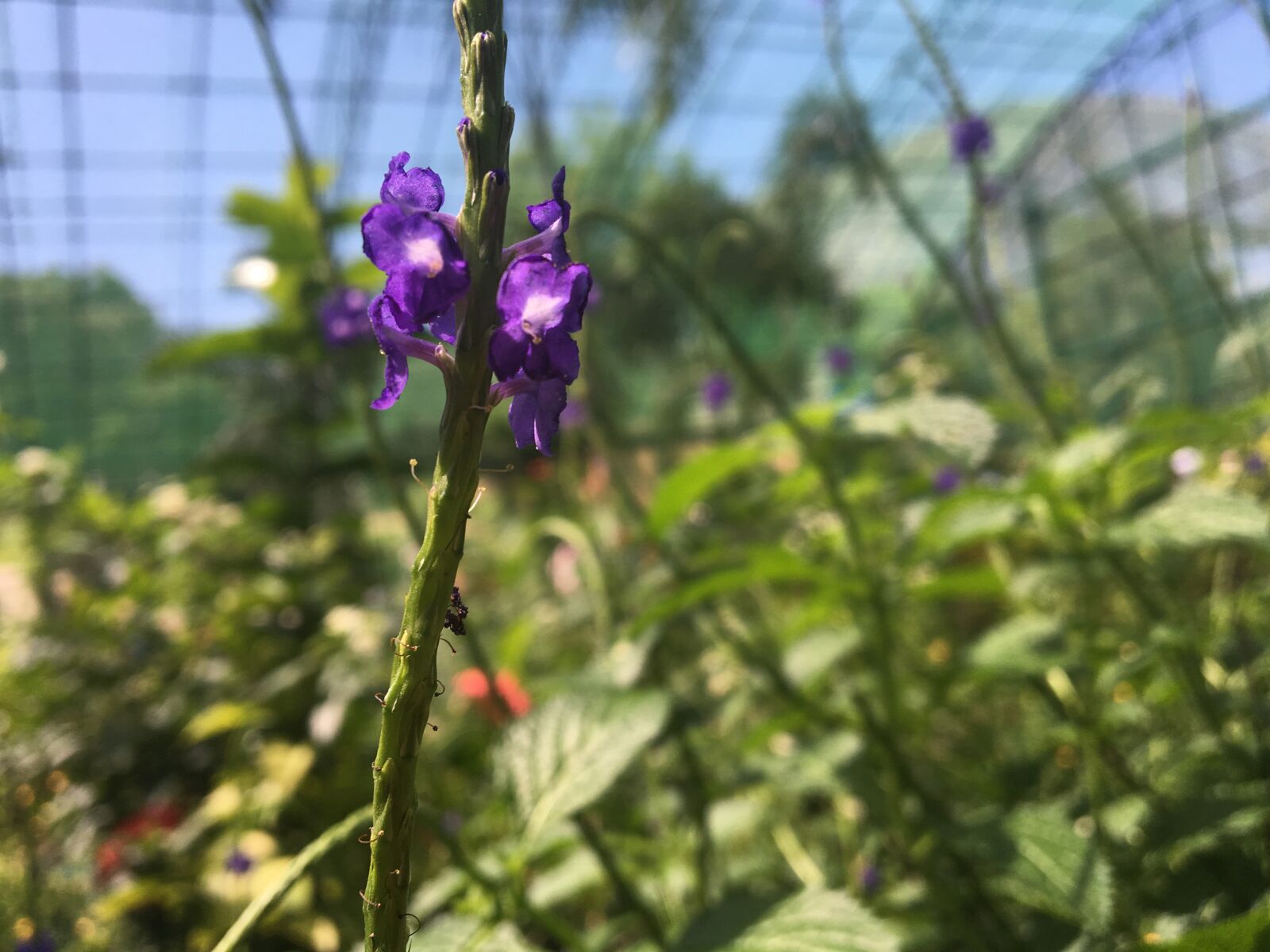 Apple iPhone 6s sample photo