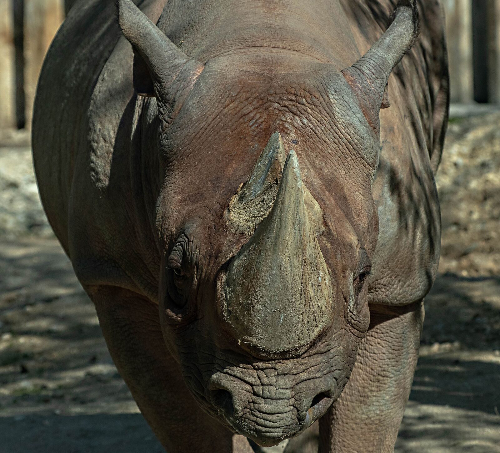 Canon EOS 80D sample photo. Rhino, zoo, pachyderm photography