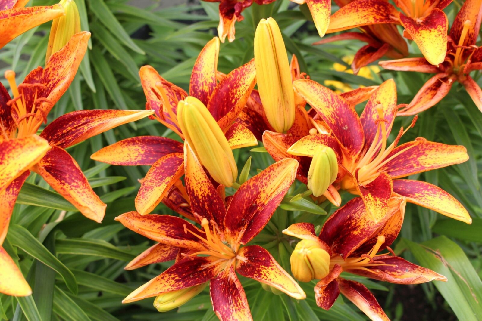 Canon EOS 700D (EOS Rebel T5i / EOS Kiss X7i) sample photo. Flowers, day lilies, flowering photography