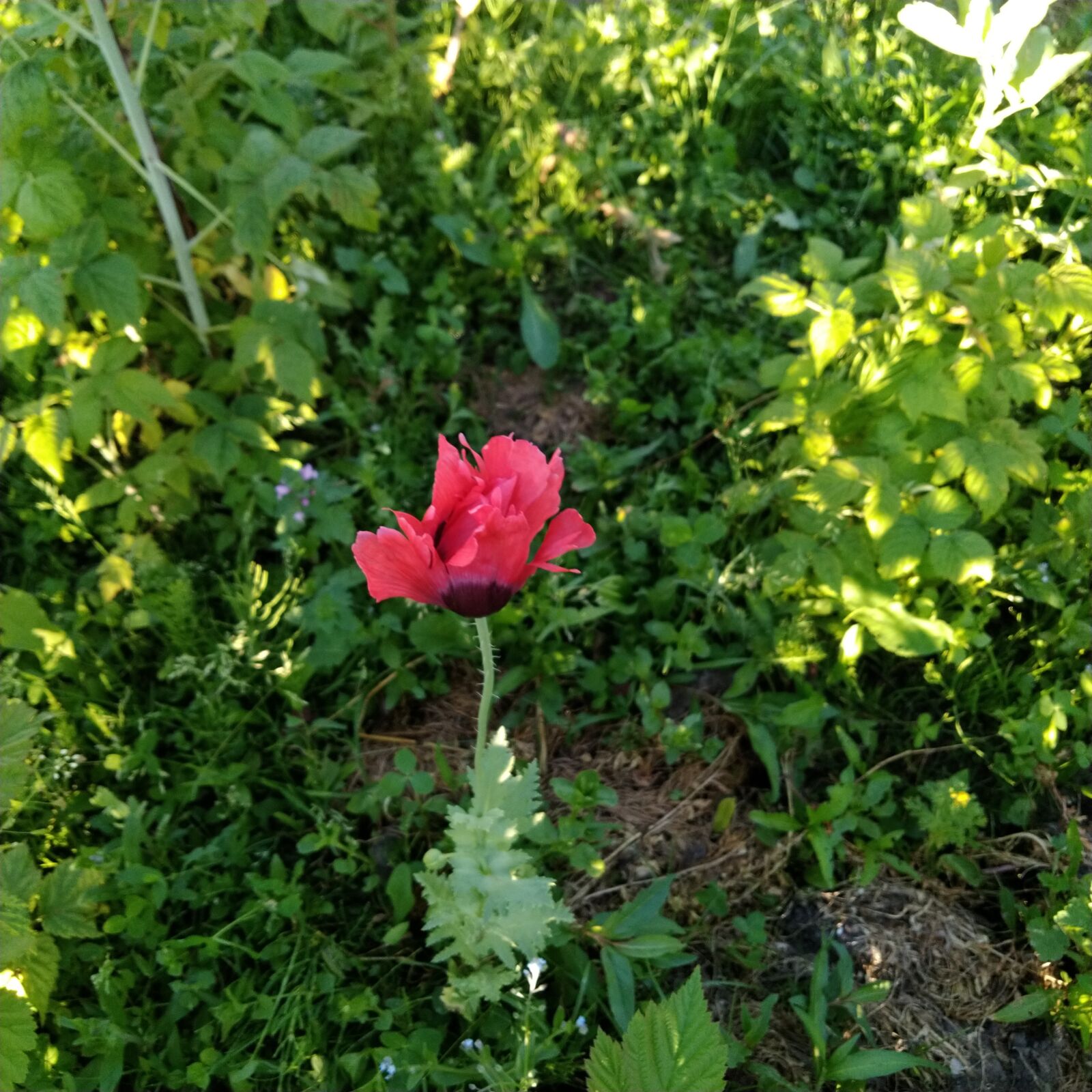 ASUS ZenFone 5 Lite (ZC600KL) sample photo. Mack, maki, flower photography