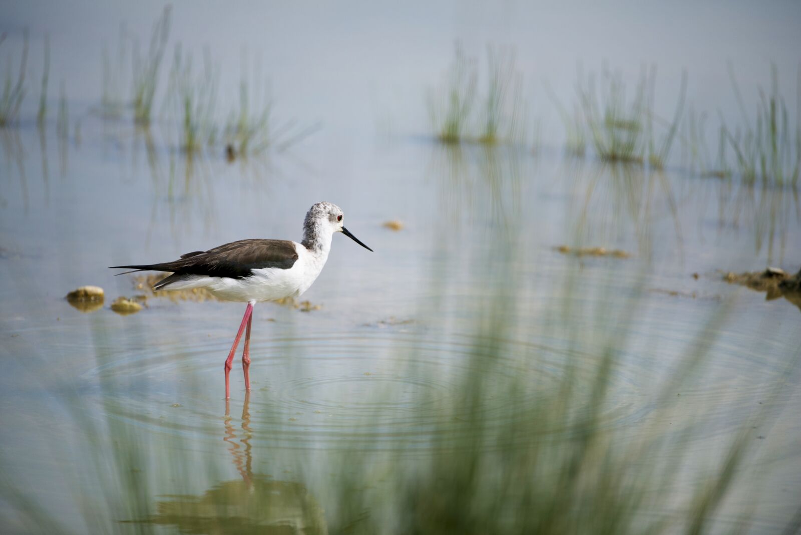 Nikon D800 sample photo. Stilt, bird, field birds photography