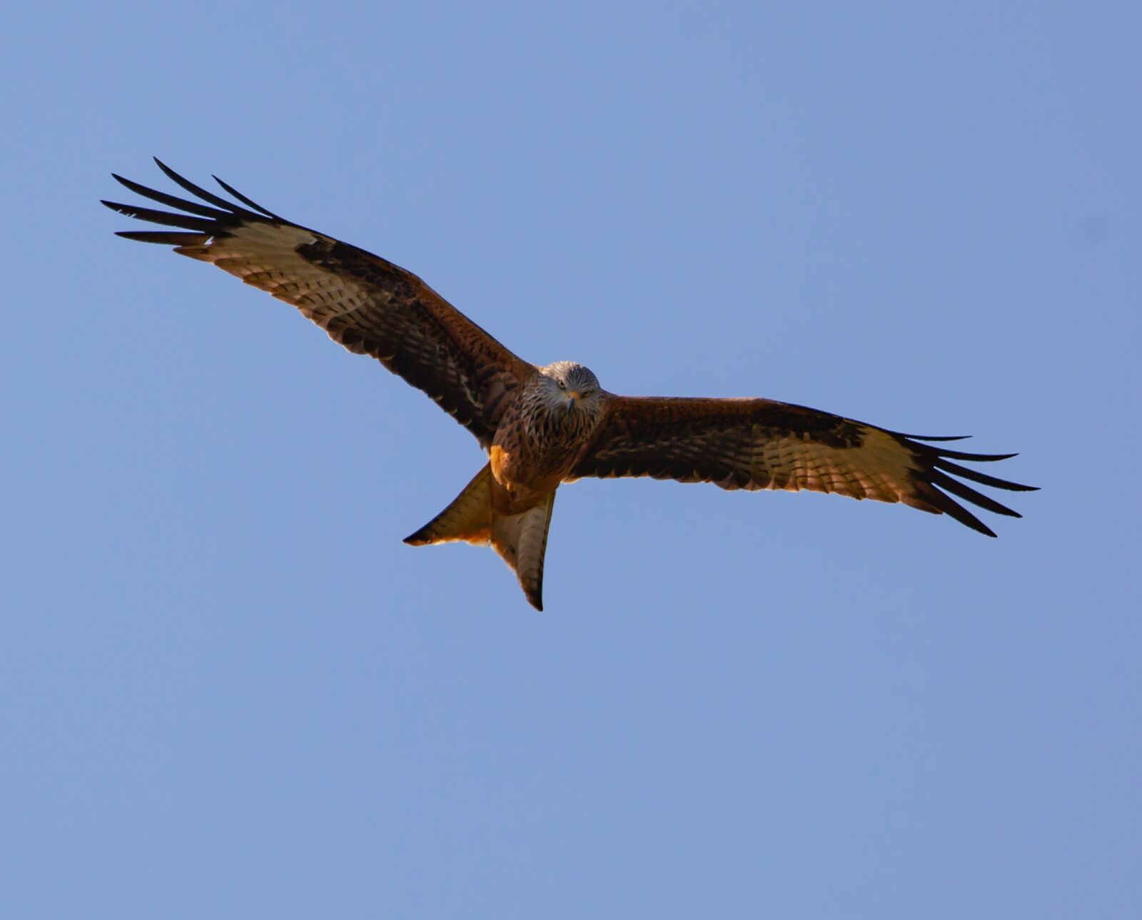Canon EOS 5D Mark II sample photo. Red kite, flying, soaring photography
