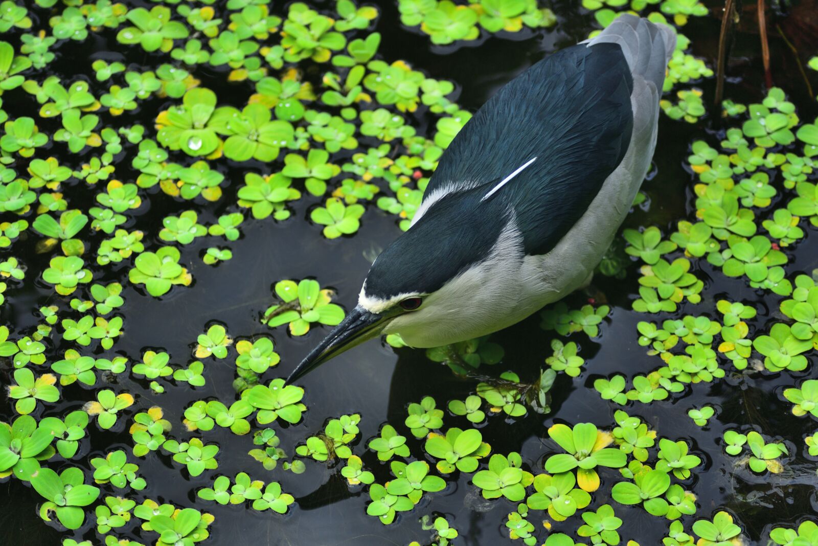 Nikon D750 sample photo. Night heron, birds, water photography