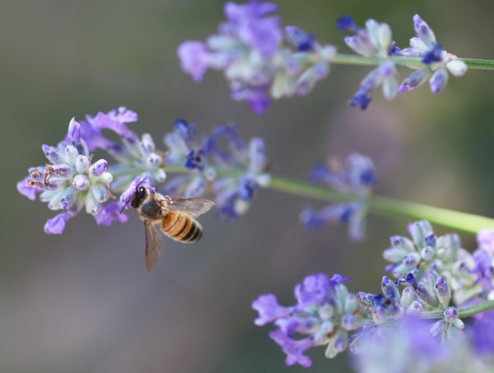 Tamron SP 90mm F2.8 Di VC USD 1:1 Macro sample photo. Bee, insect, pollen photography