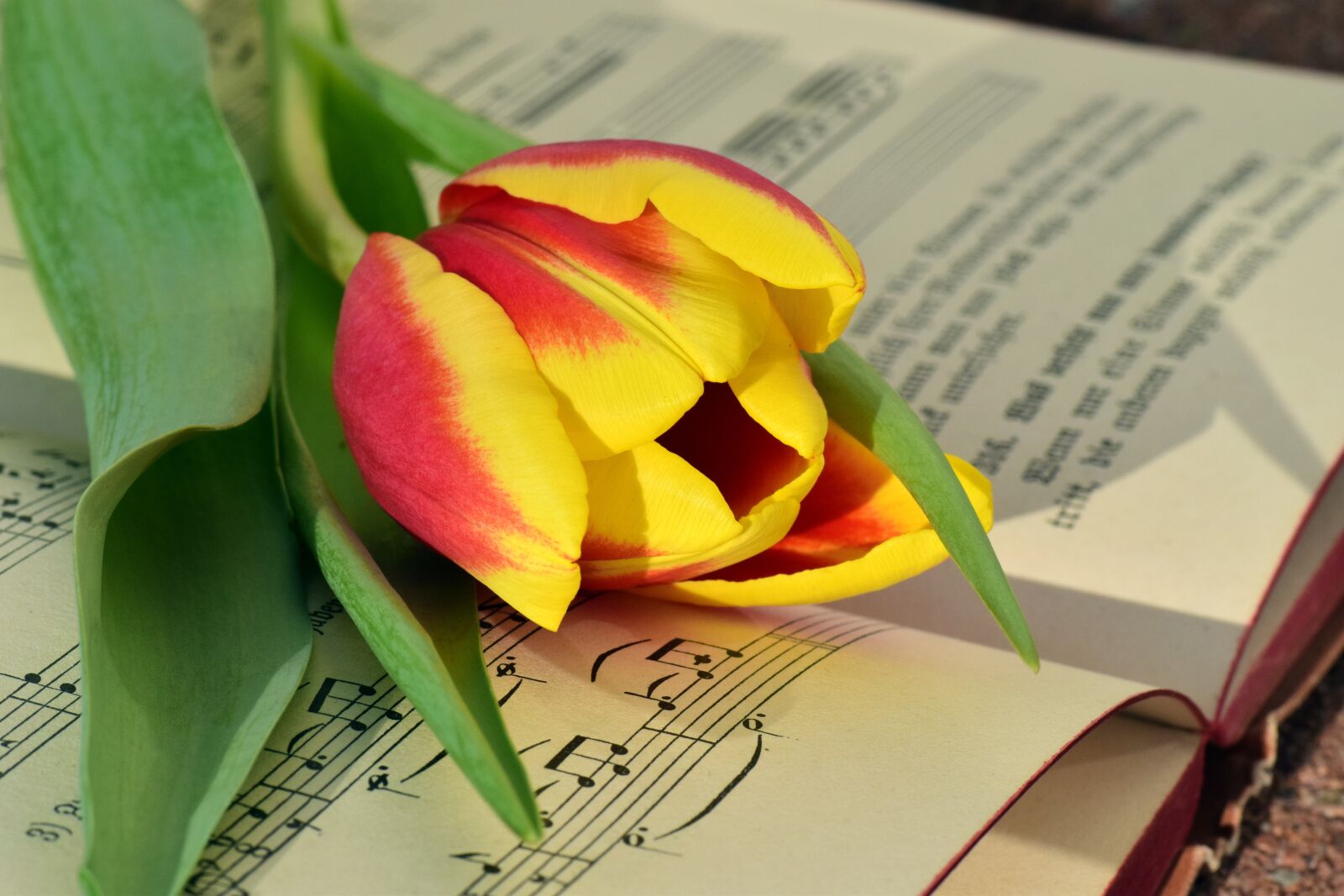 Nikon D3300 sample photo. Book, tulip, romantic photography