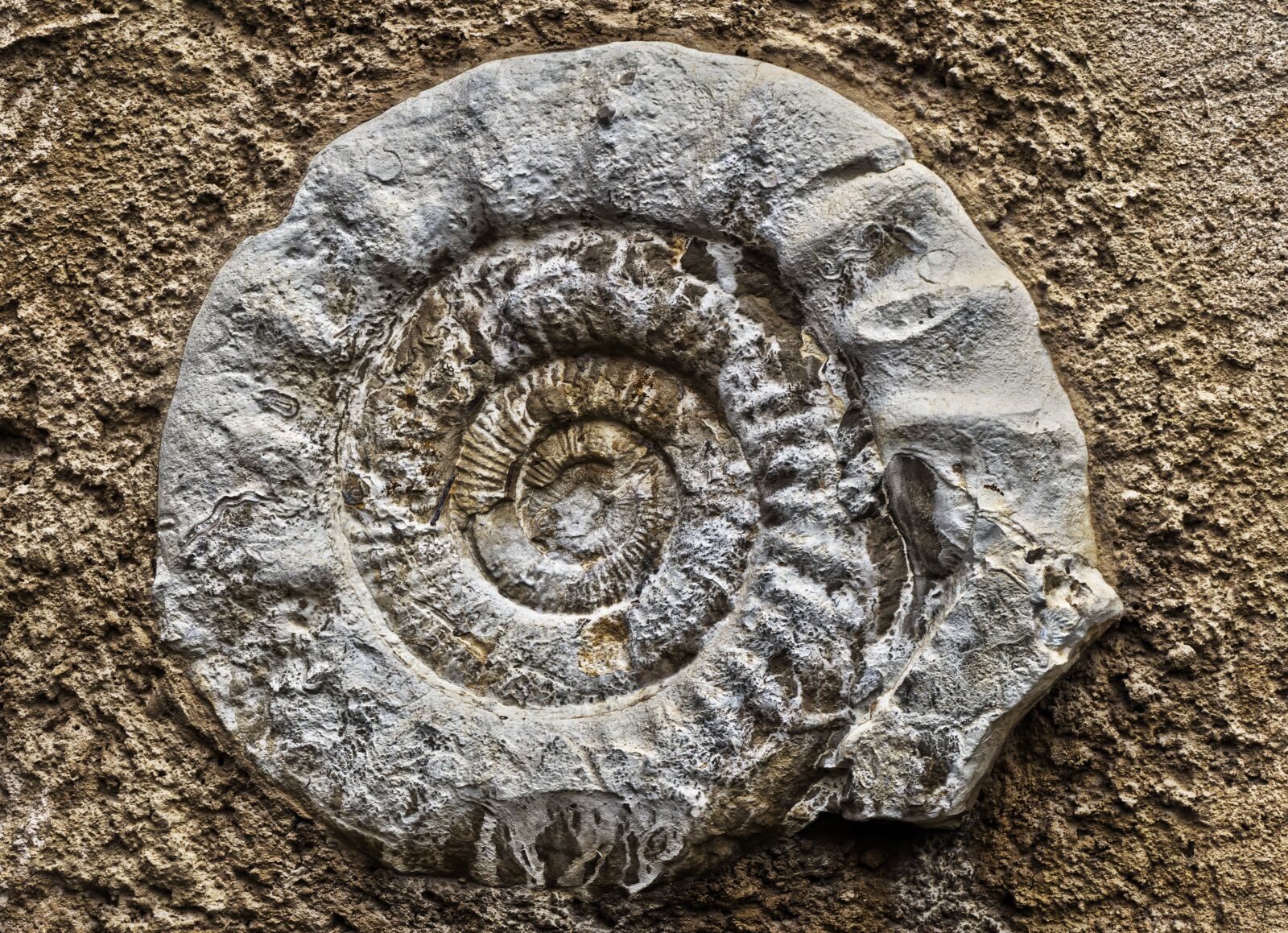 Panasonic Lumix DMC-FZ1000 sample photo. Ammonit, fossil, petrification photography