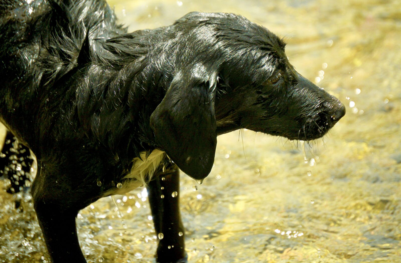 Nikon D5200 sample photo. Dog, canine, animals photography