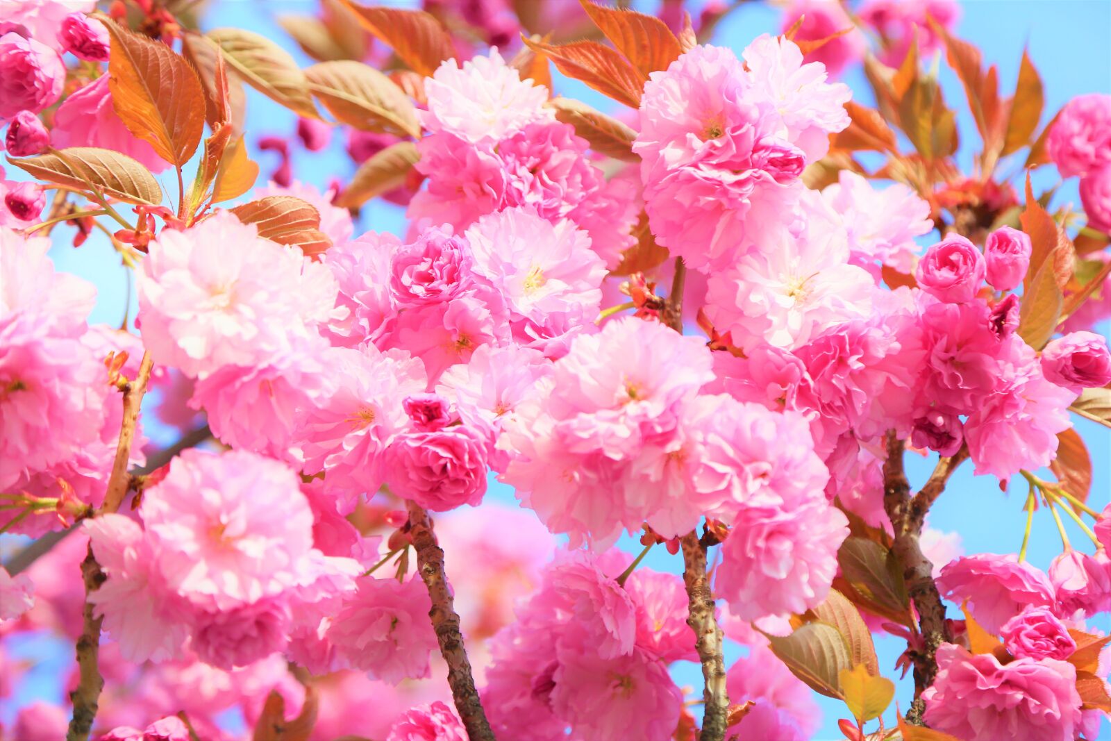 Canon EF 24-105mm F4L IS USM sample photo. Japanese cherry tree, flowers photography