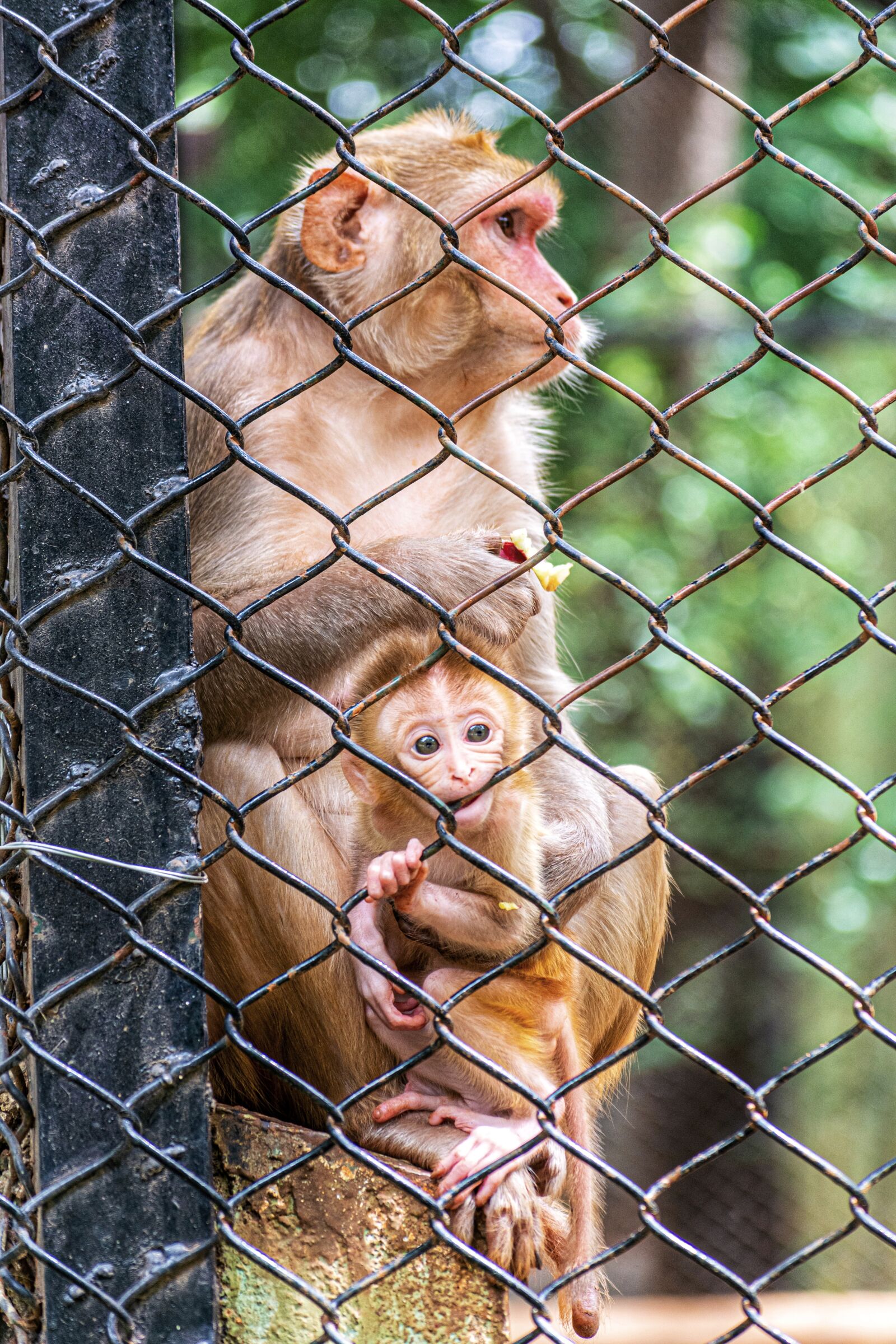 Nikon D5200 sample photo. Monkey, monkeys, baby monkey photography