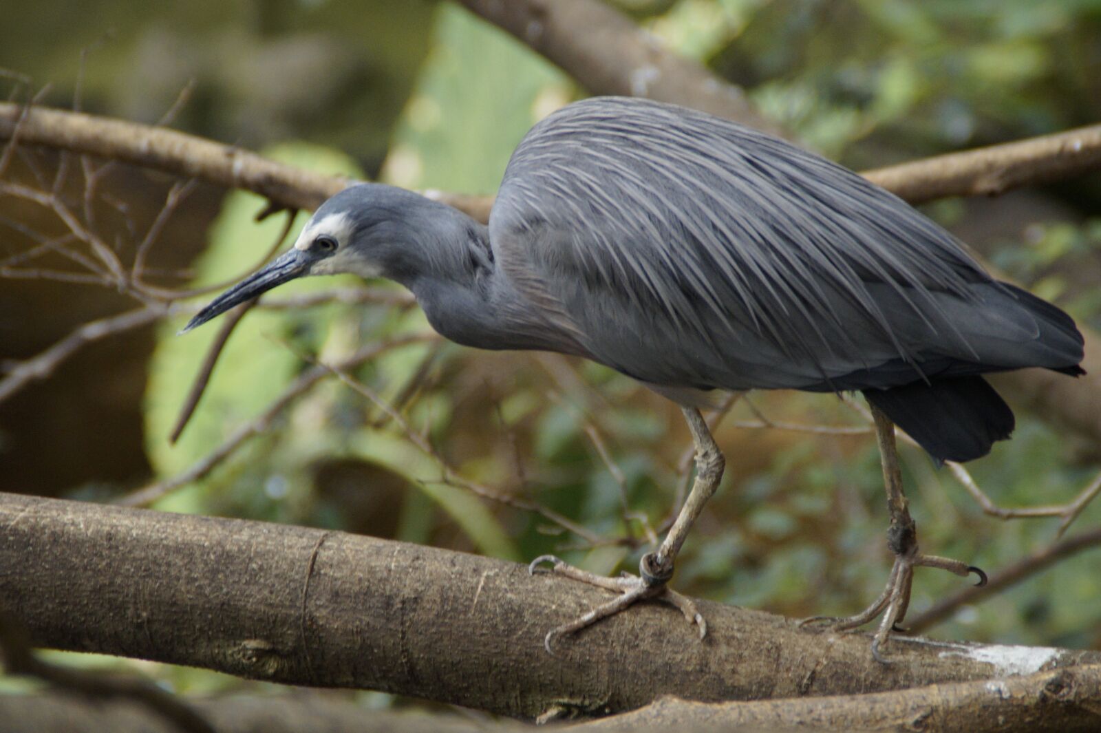 Sony SLT-A58 sample photo. Heron, grey, intervention photography