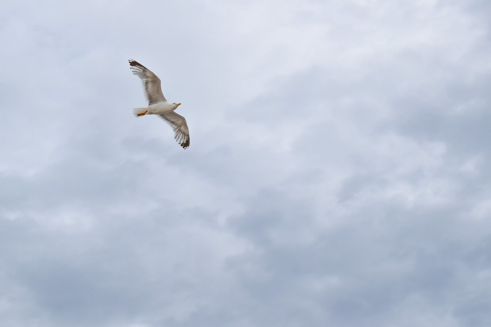 Nikon D3300 sample photo. Gull, sea bird, seagull photography
