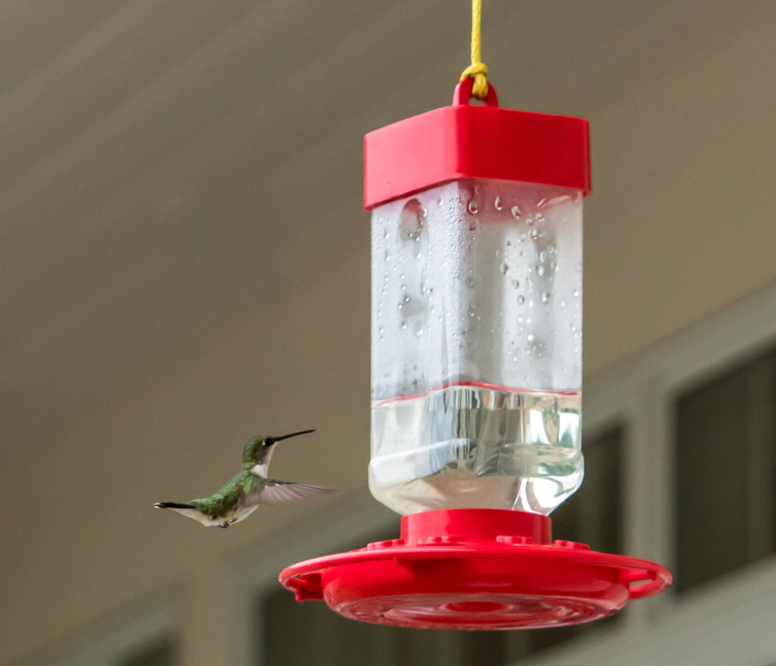 Sony a7R II + Sony FE 24-240mm F3.5-6.3 OSS sample photo. Hummingbird, flying, feeder photography