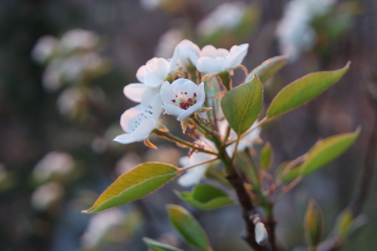 Samsung NX3000 + Samsung NX 16-50mm F3.5-5.6 Power Zoom ED OIS sample photo. Pear tree blossoms, blossom photography