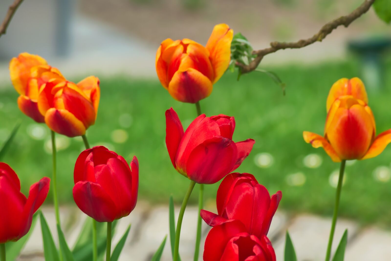 Nikon D3300 sample photo. Nature, flower, plant photography