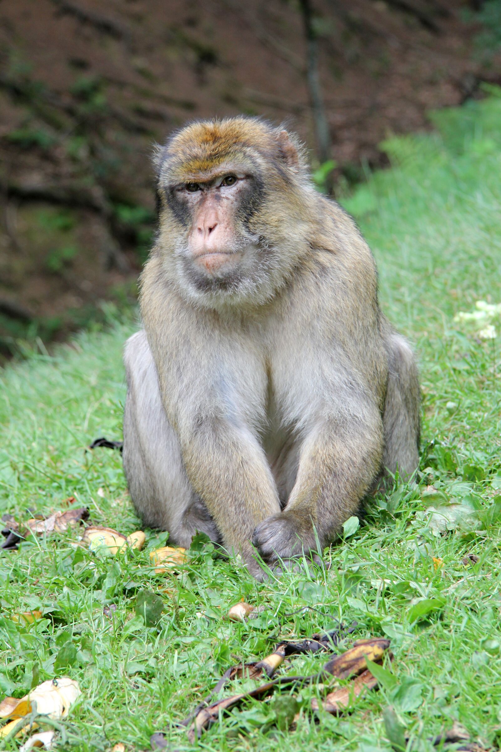 Canon EF-S 17-85mm F4-5.6 IS USM sample photo. Monkey, äffchen, animal photography