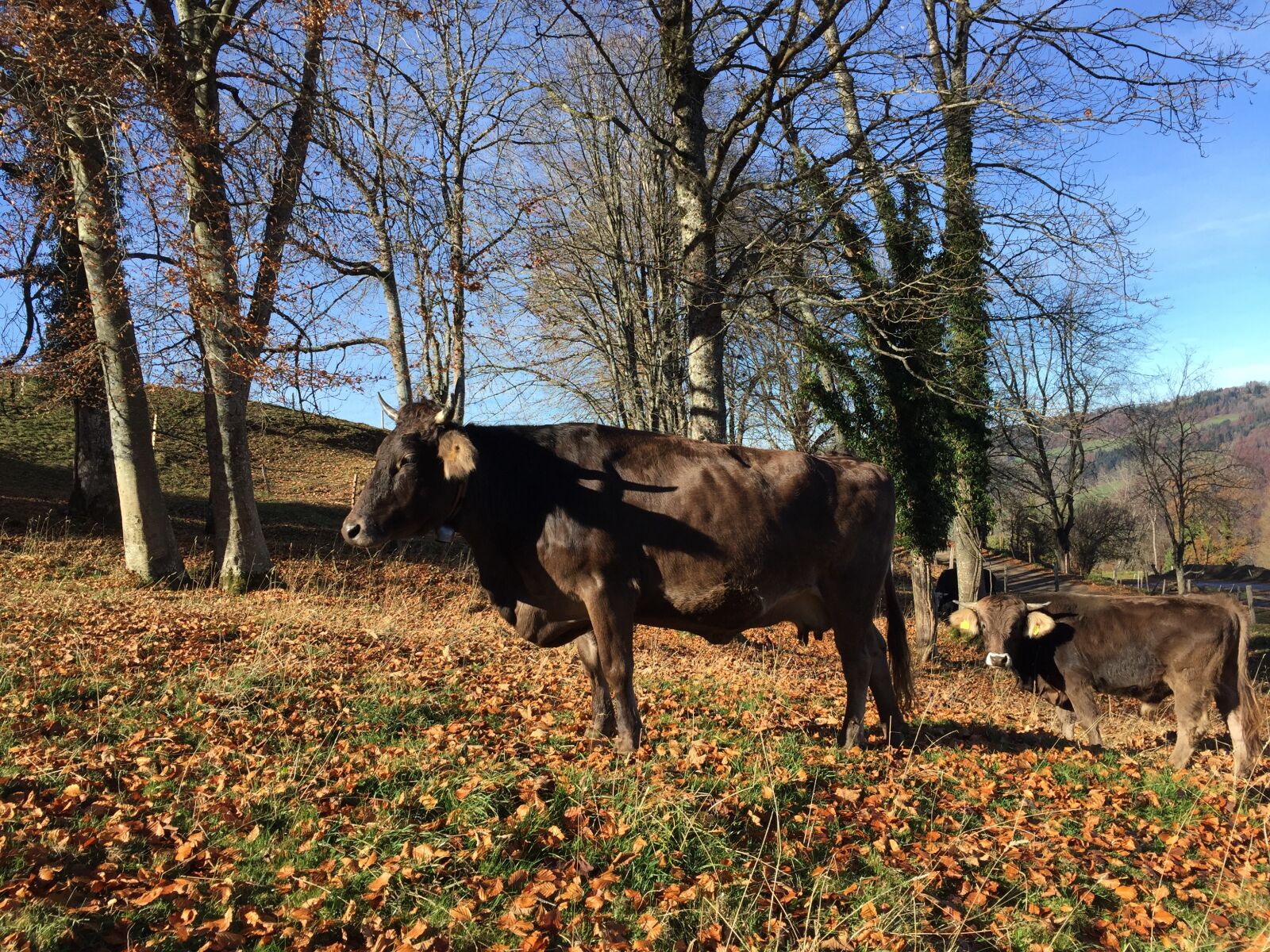 iPhone 6 Plus back camera 4.15mm f/2.2 sample photo. Cow, brown, bull photography