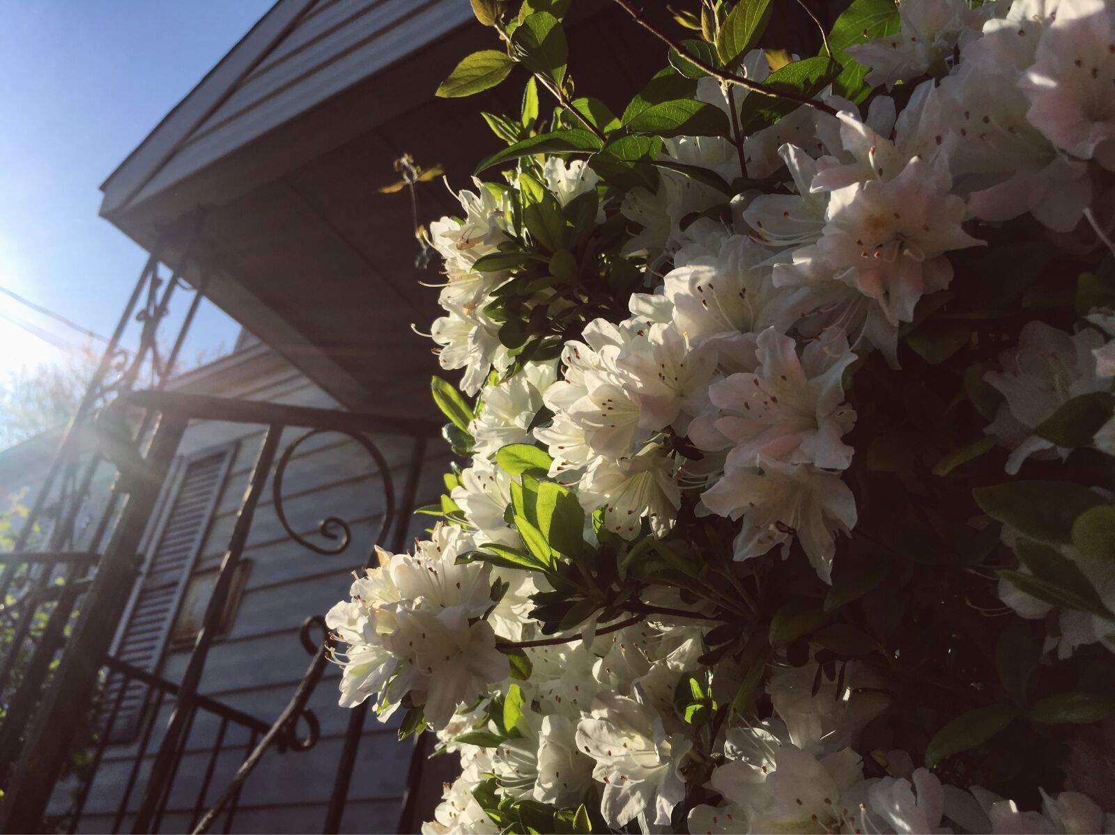 Apple iPhone 6s sample photo. Flower, house, white photography