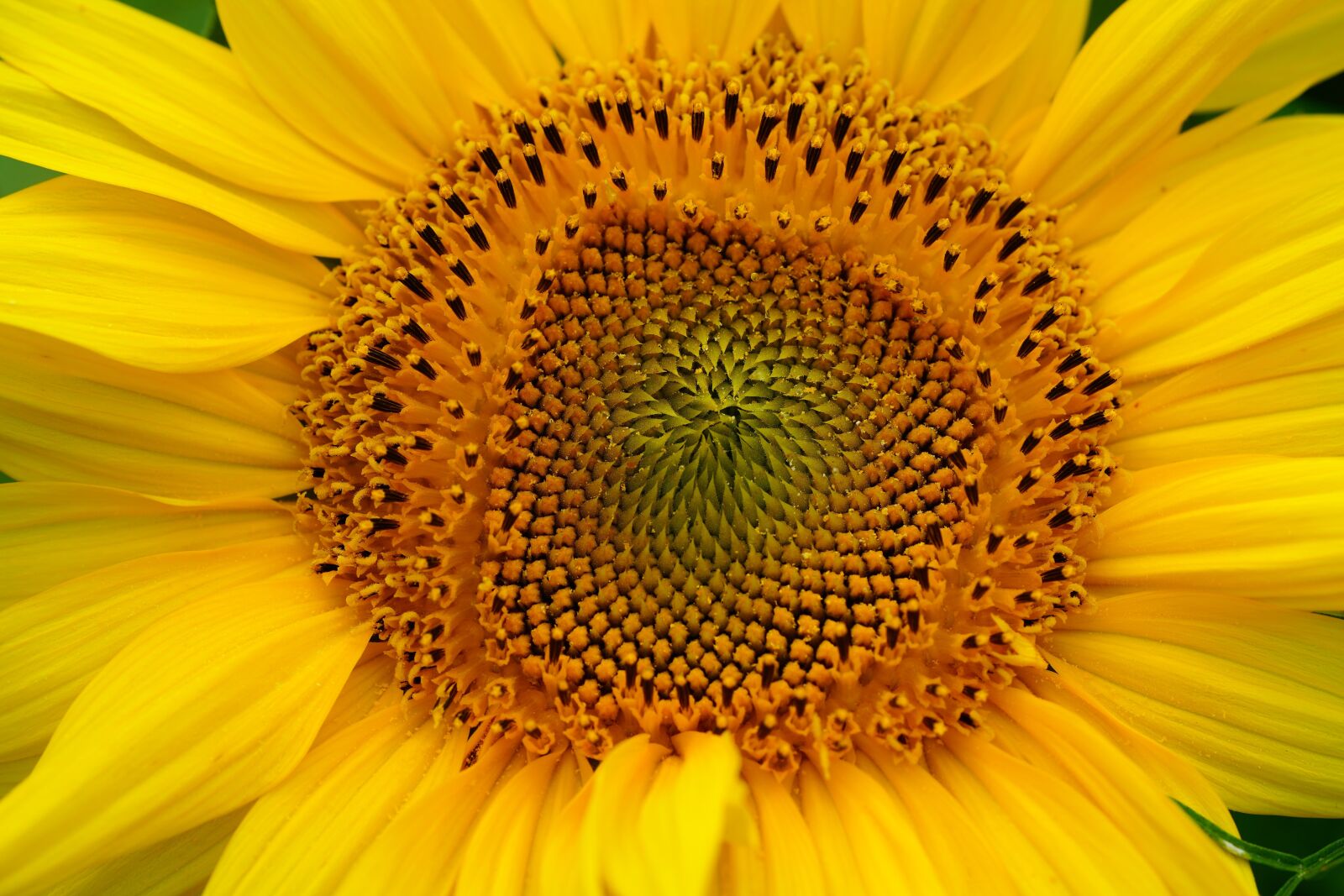 Sony a7R II sample photo. Sunflower, cosmos, summer photography