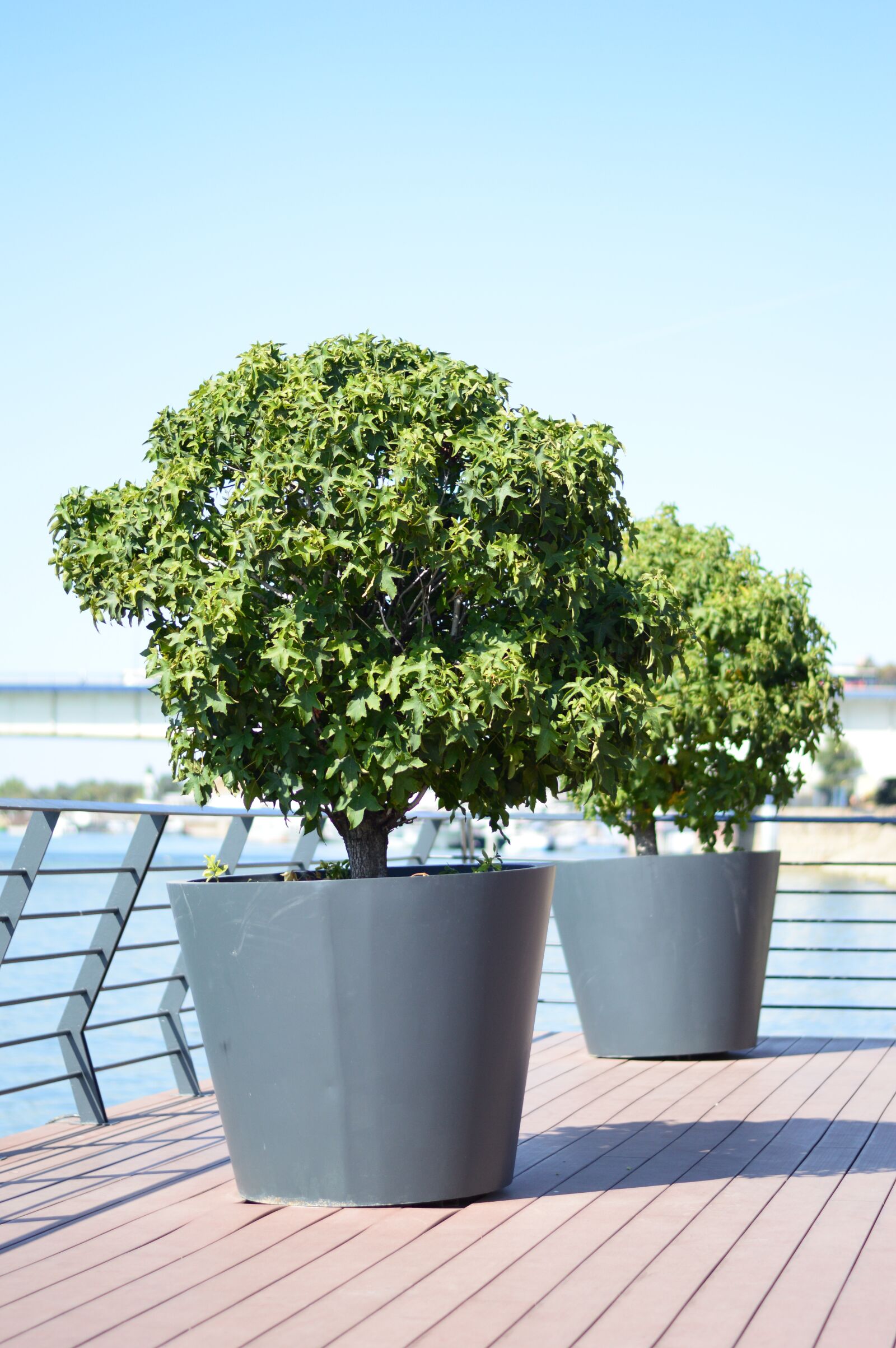 Nikon D3200 sample photo. Plants, river, sunny photography