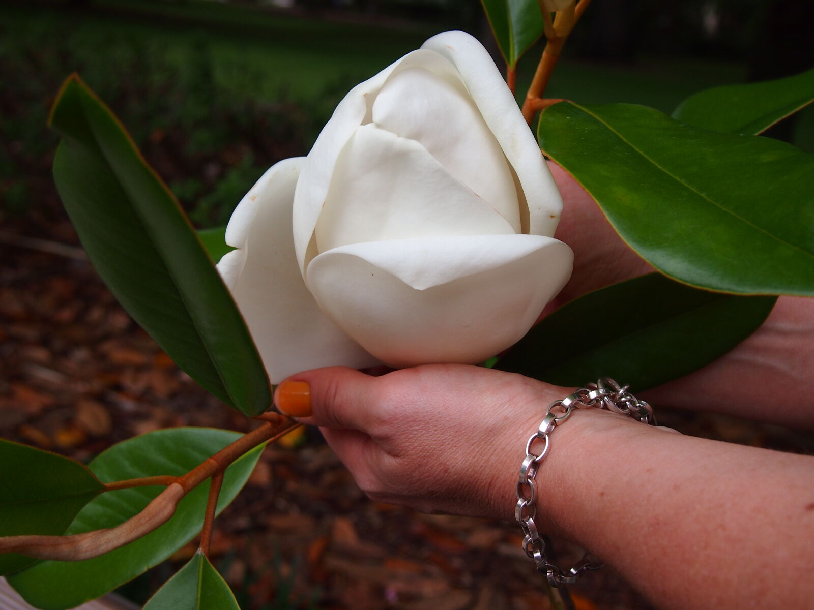 Olympus PEN E-PM1 sample photo. Hands, magnolia photography