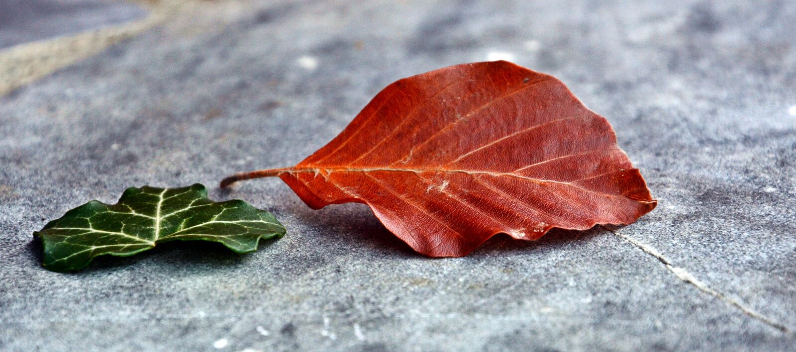Nikon D7100 sample photo. Amber, leaves, two photography