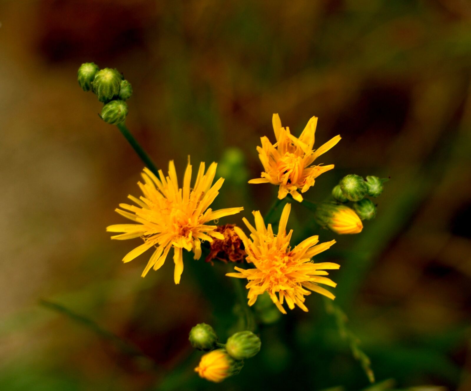 Nikon D200 sample photo. Flower, morning, nature photography