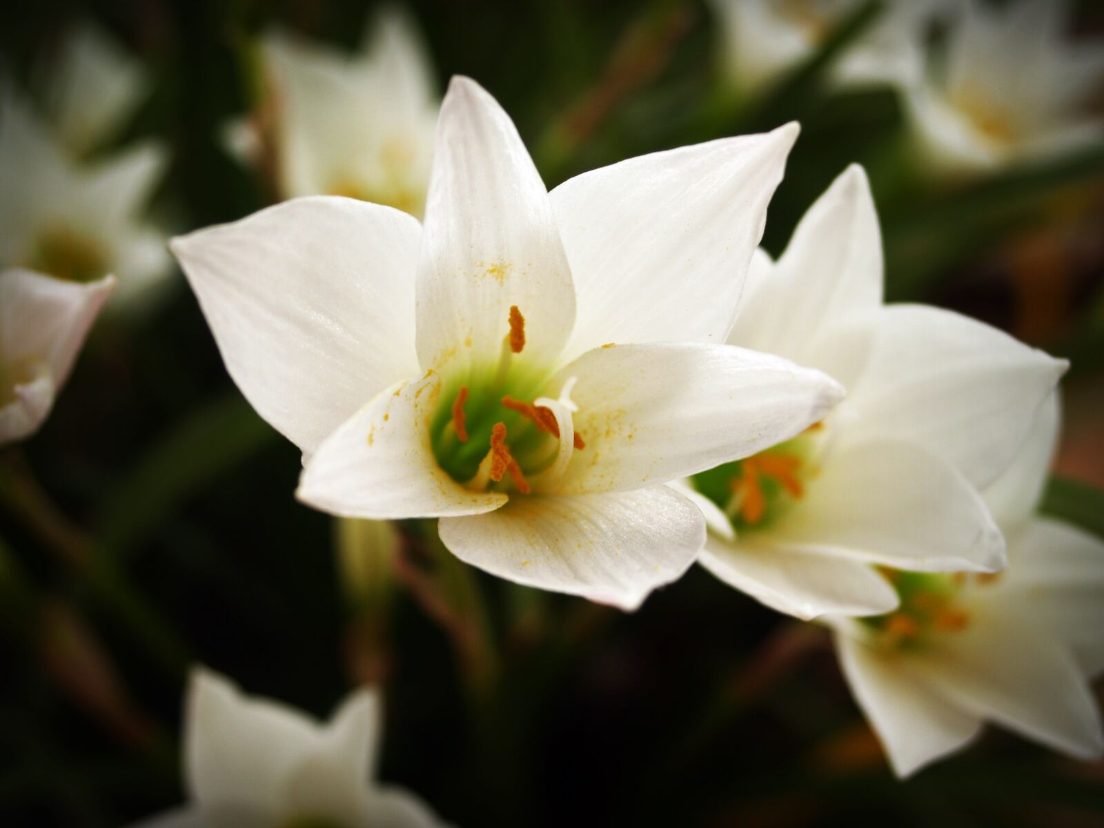 Olympus E-300 (EVOLT E-300) sample photo. Flower, spring, white photography