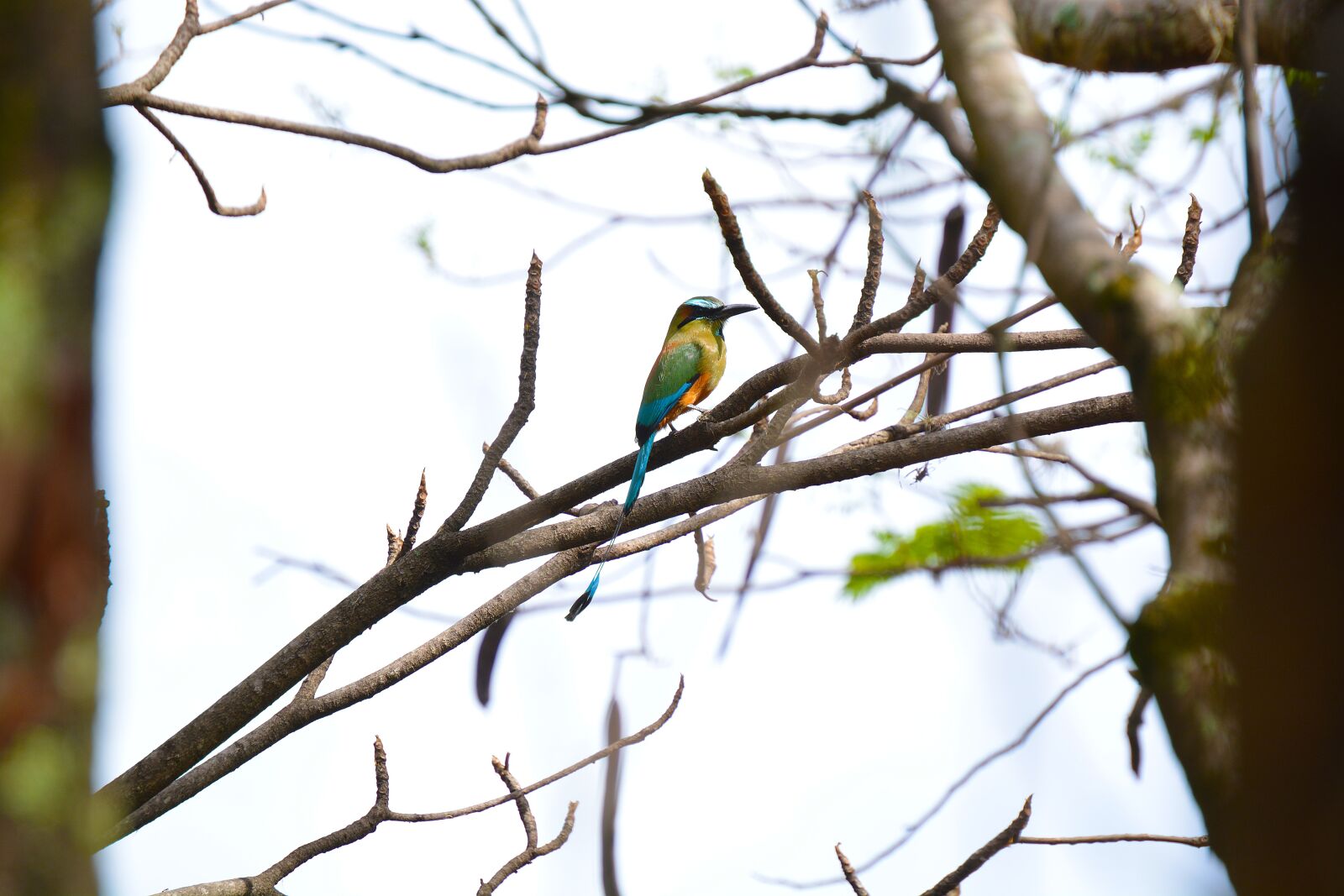 Nikon D5200 sample photo. Bird, birds, animals photography