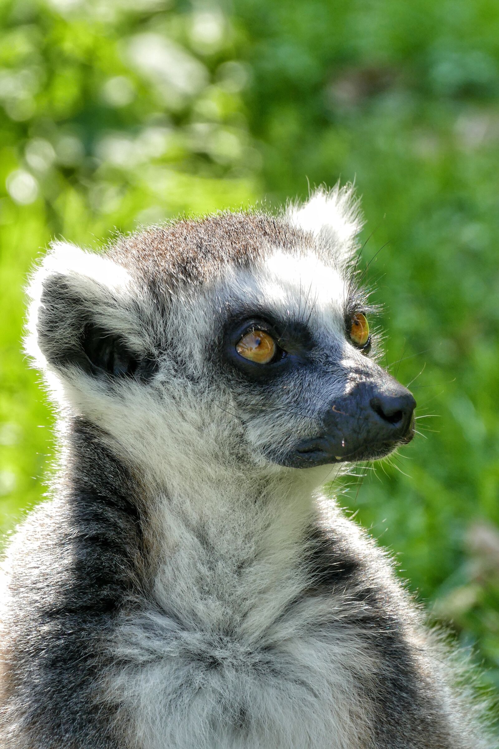 Panasonic Lumix DMC-FZ1000 sample photo. Lemur, animal, cute photography