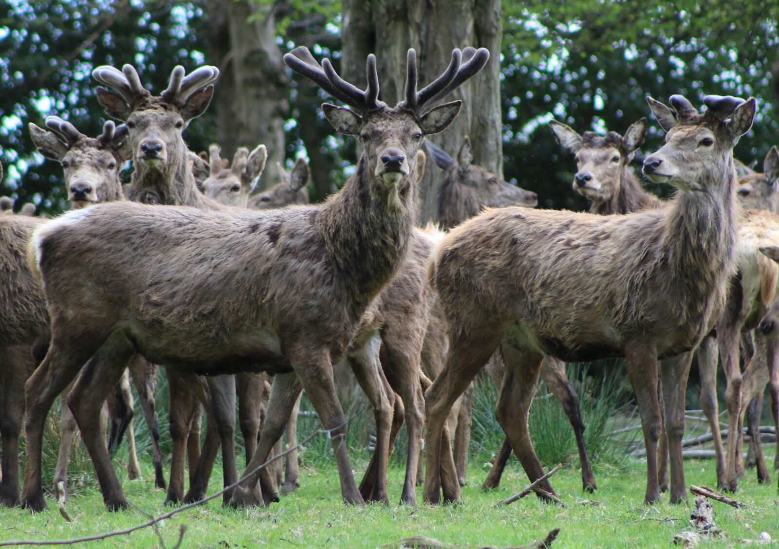 Canon EOS 1200D (EOS Rebel T5 / EOS Kiss X70 / EOS Hi) sample photo. Stags, antlers, deer photography