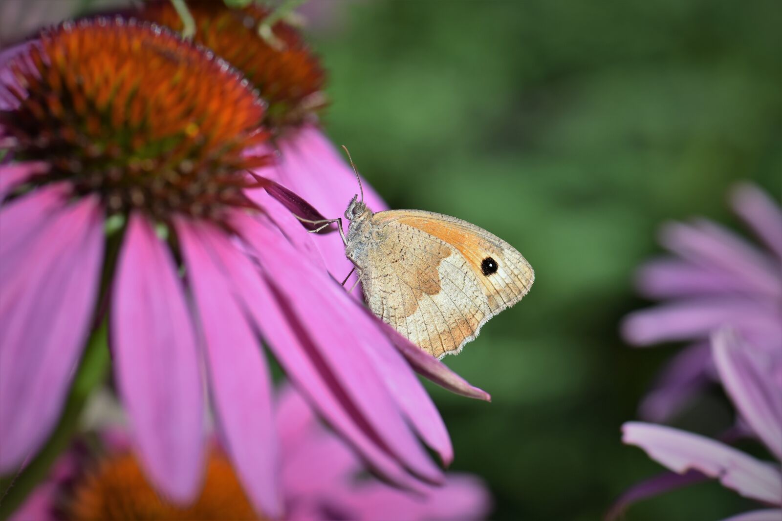 Nikon D5500 sample photo. Butterfly, animal, insect photography