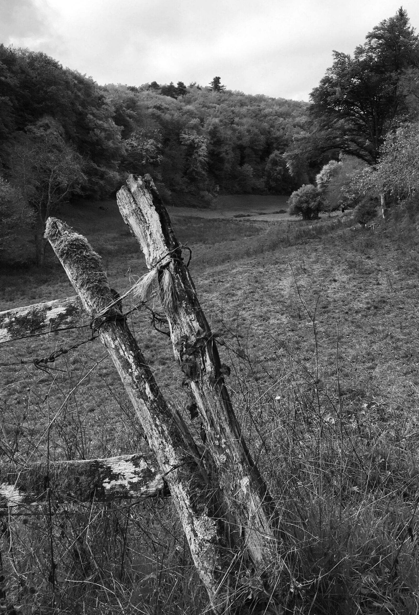 Apple iPhone 6s Plus sample photo. Black and white, closing photography