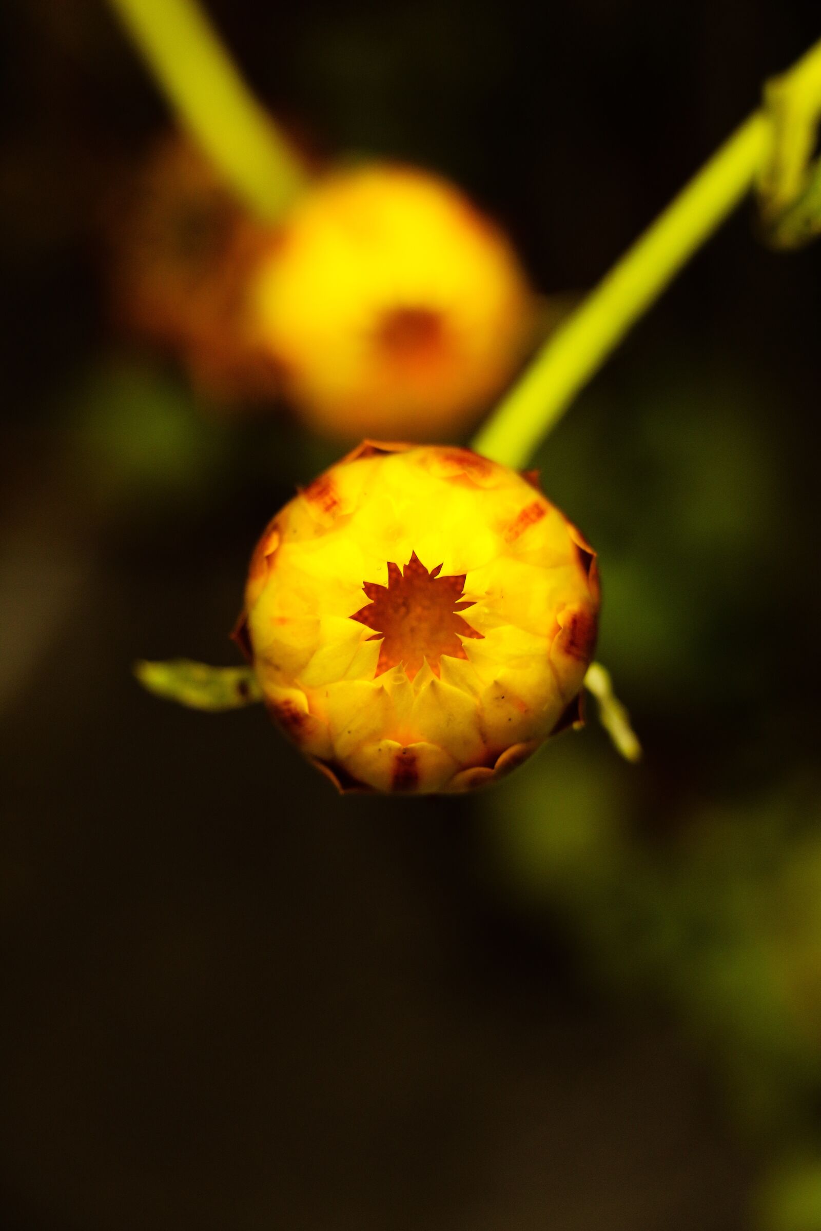 Canon EOS 70D sample photo. Flower, yellow, plant photography