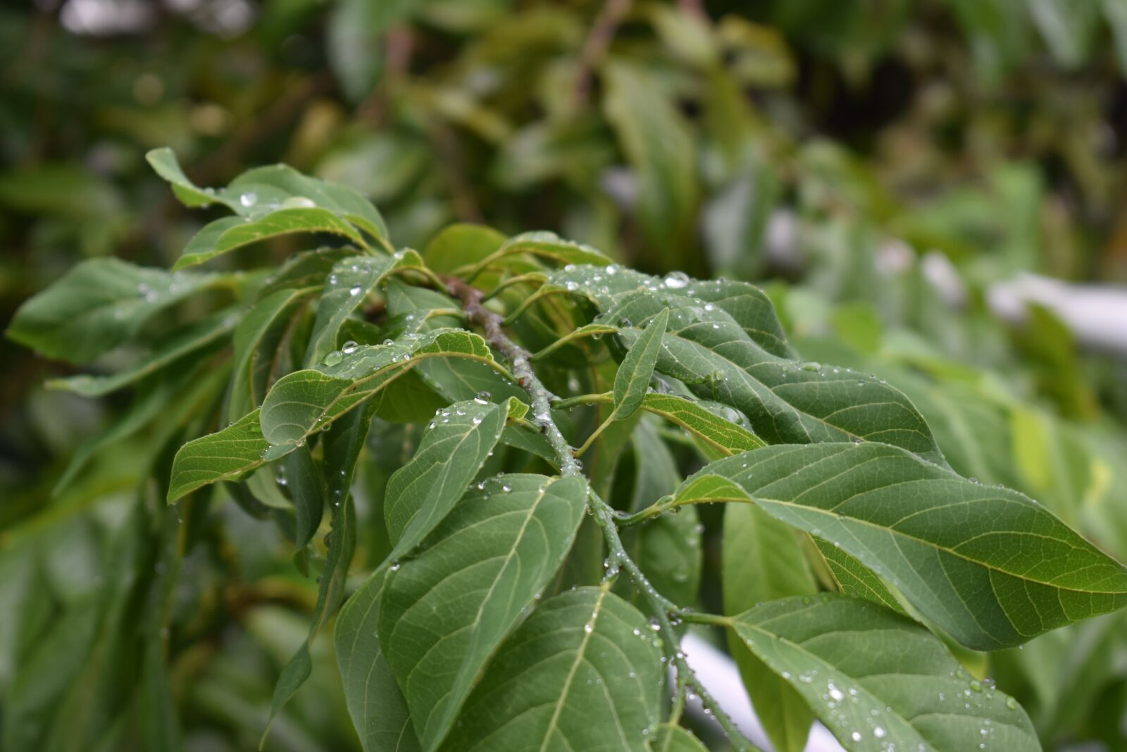 Nikon D3400 sample photo. Trees, leaves, nature photography