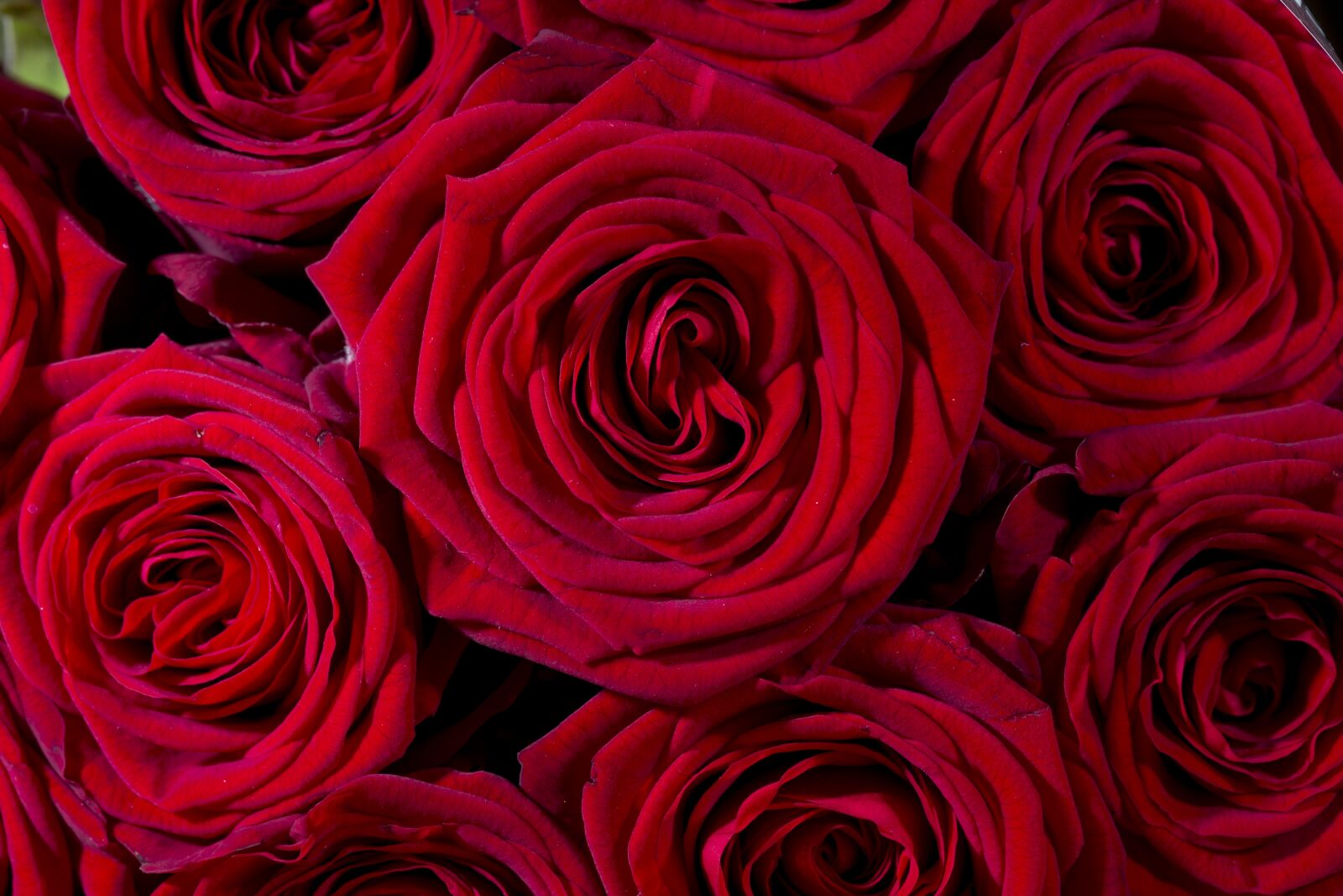 Canon EF 100mm F2.8L Macro IS USM sample photo. Roses, flowers, red photography