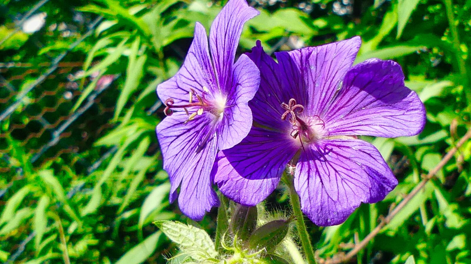 Panasonic Lumix DMC-FZ300 sample photo. Flowers, spring, garden photography
