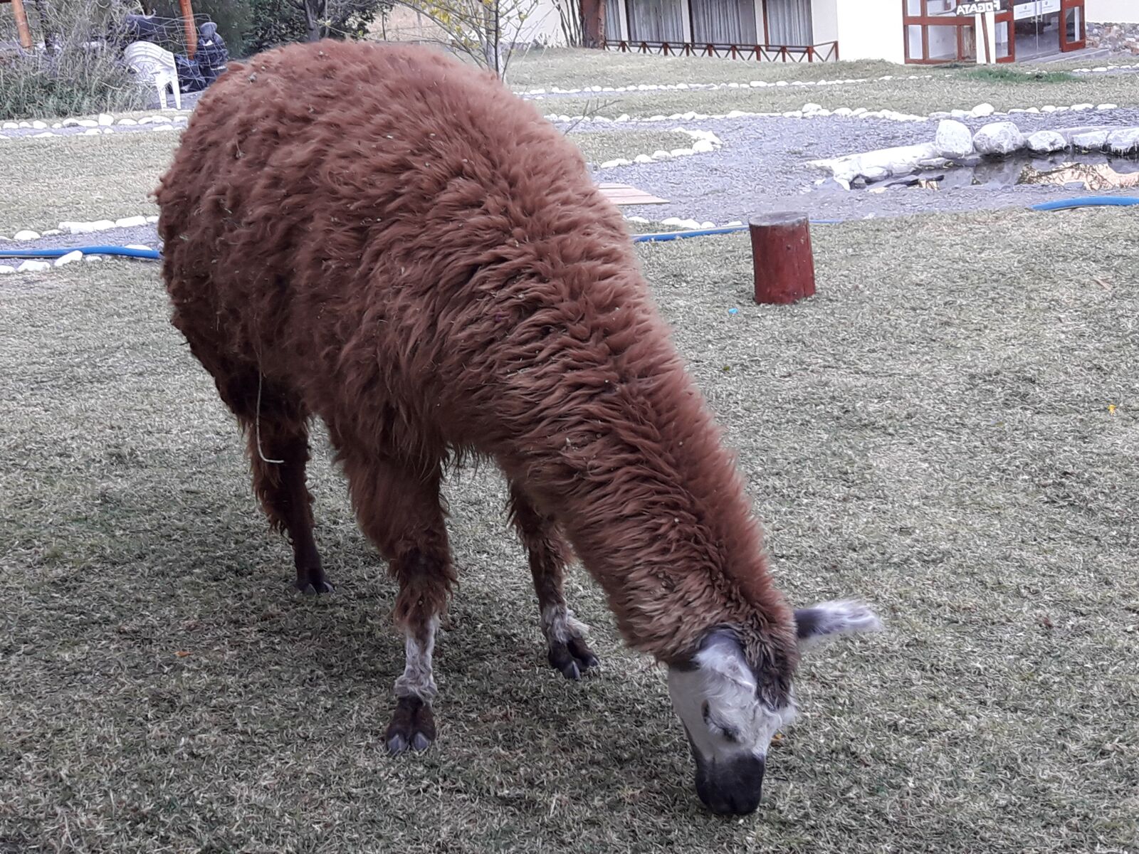 Samsung Galaxy J7 Neo sample photo. Alpaca, churín, perú photography