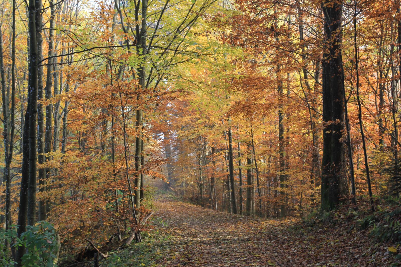 Canon EOS 60D sample photo. Forest, leaves, autumn photography