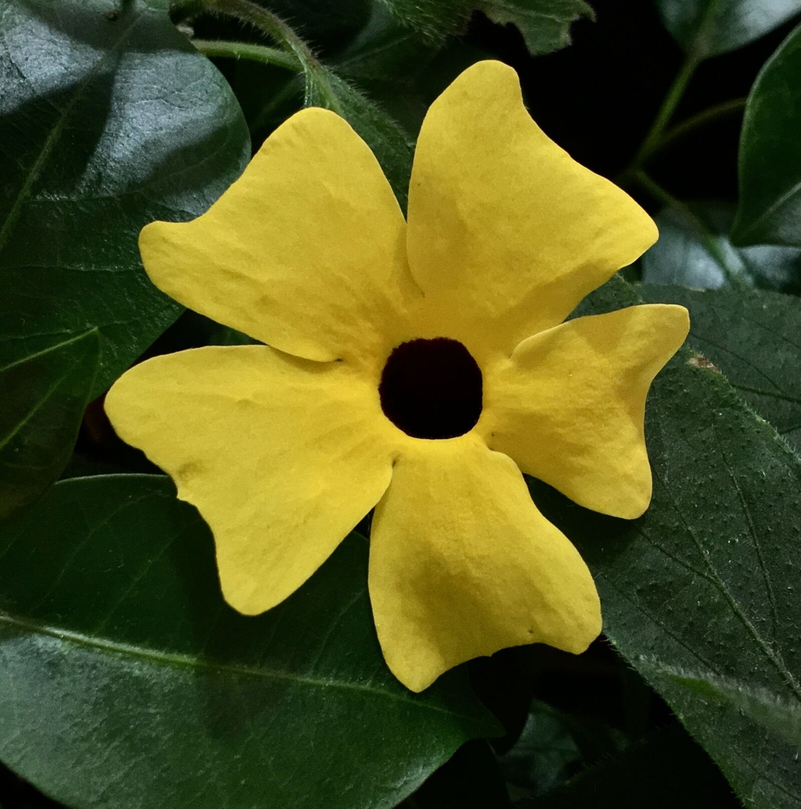 Apple iPhone 6s Plus sample photo. Yellow flower, petals yellow photography
