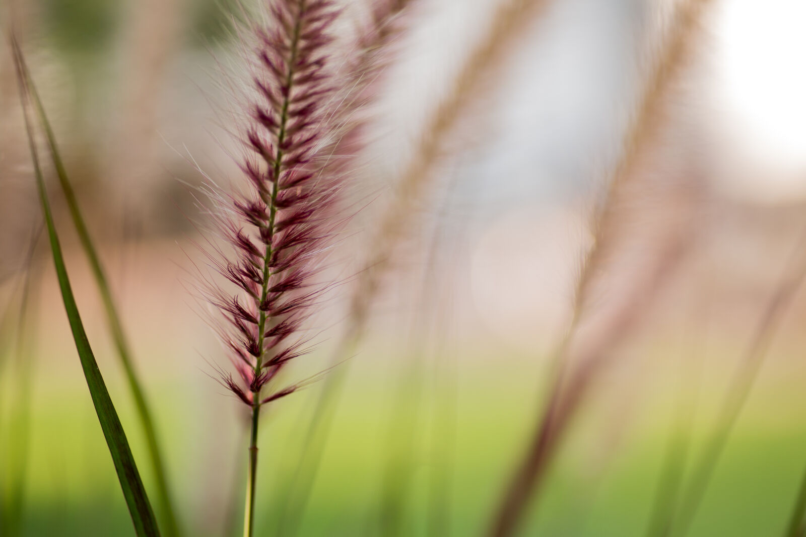 Canon EOS 5D Mark III sample photo. Agriculture, blur, close, up photography