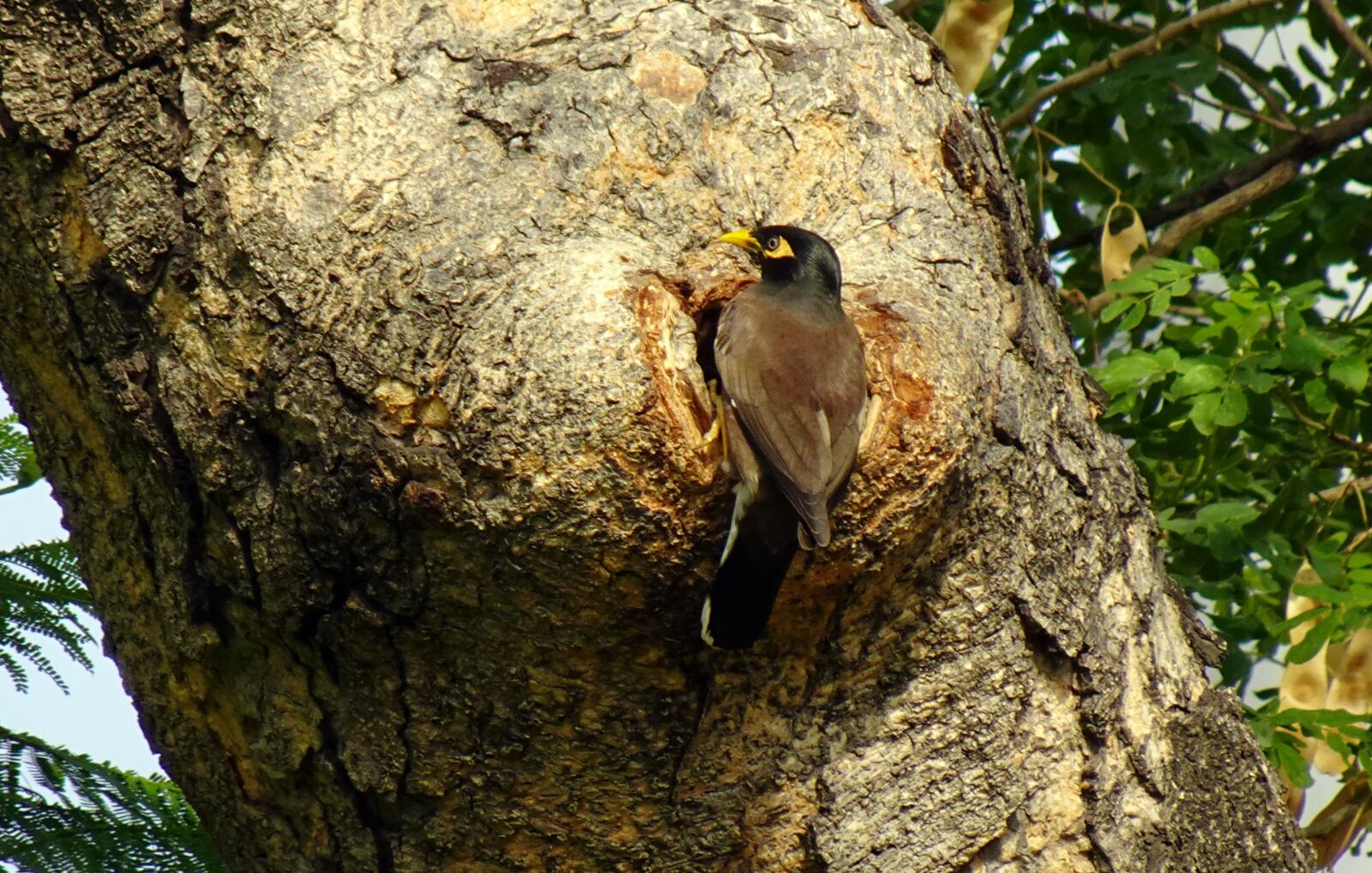 Sony DSC-WX800 sample photo. Bird, common myna, indian photography