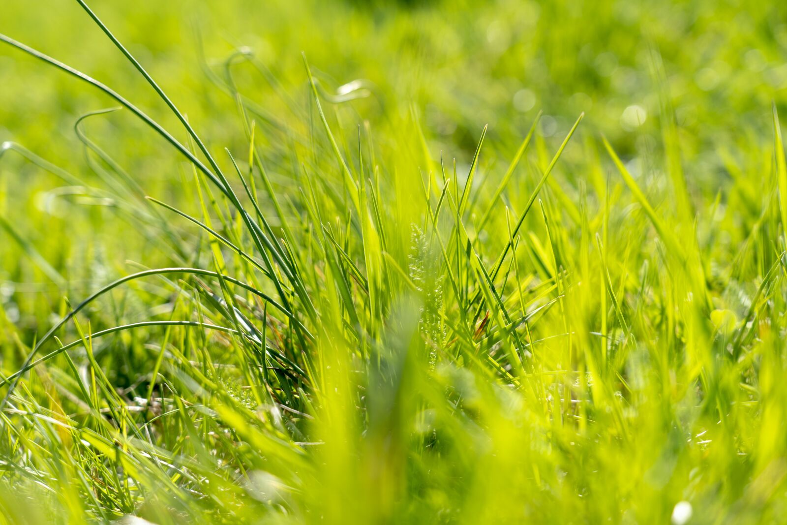 Sony FE 24-105mm F4 G OSS sample photo. Grass, green, nature photography