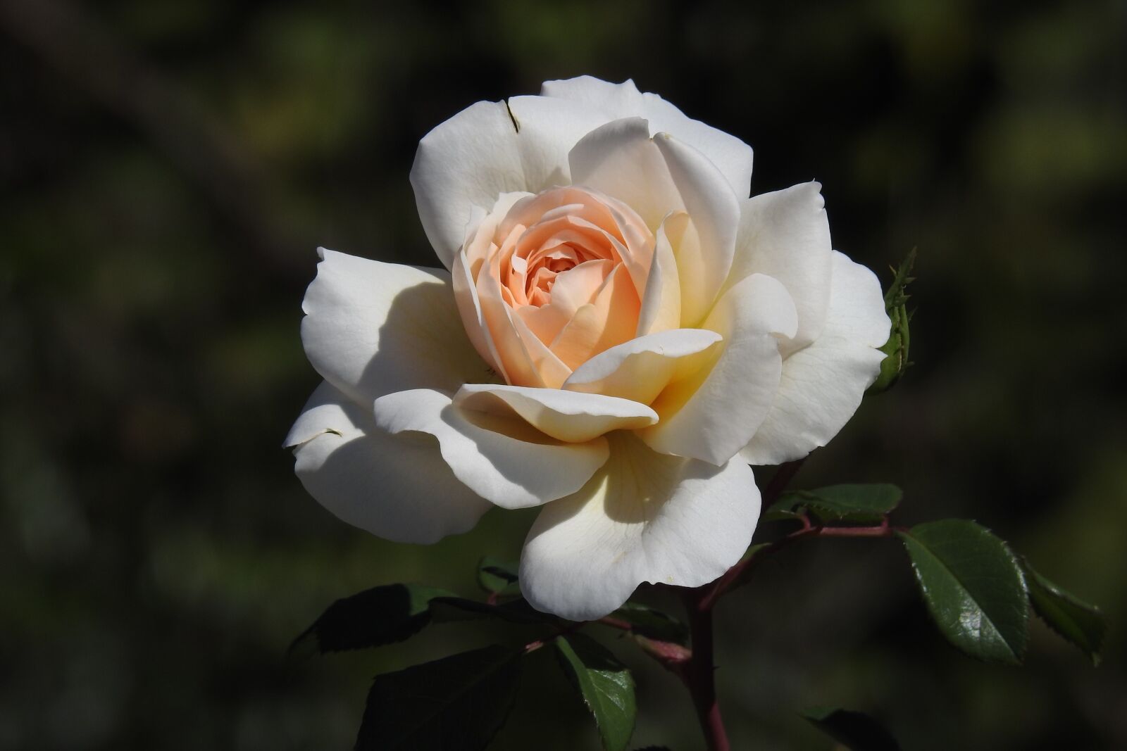 Nikon Coolpix P900 sample photo. Rose, flower, bloom photography
