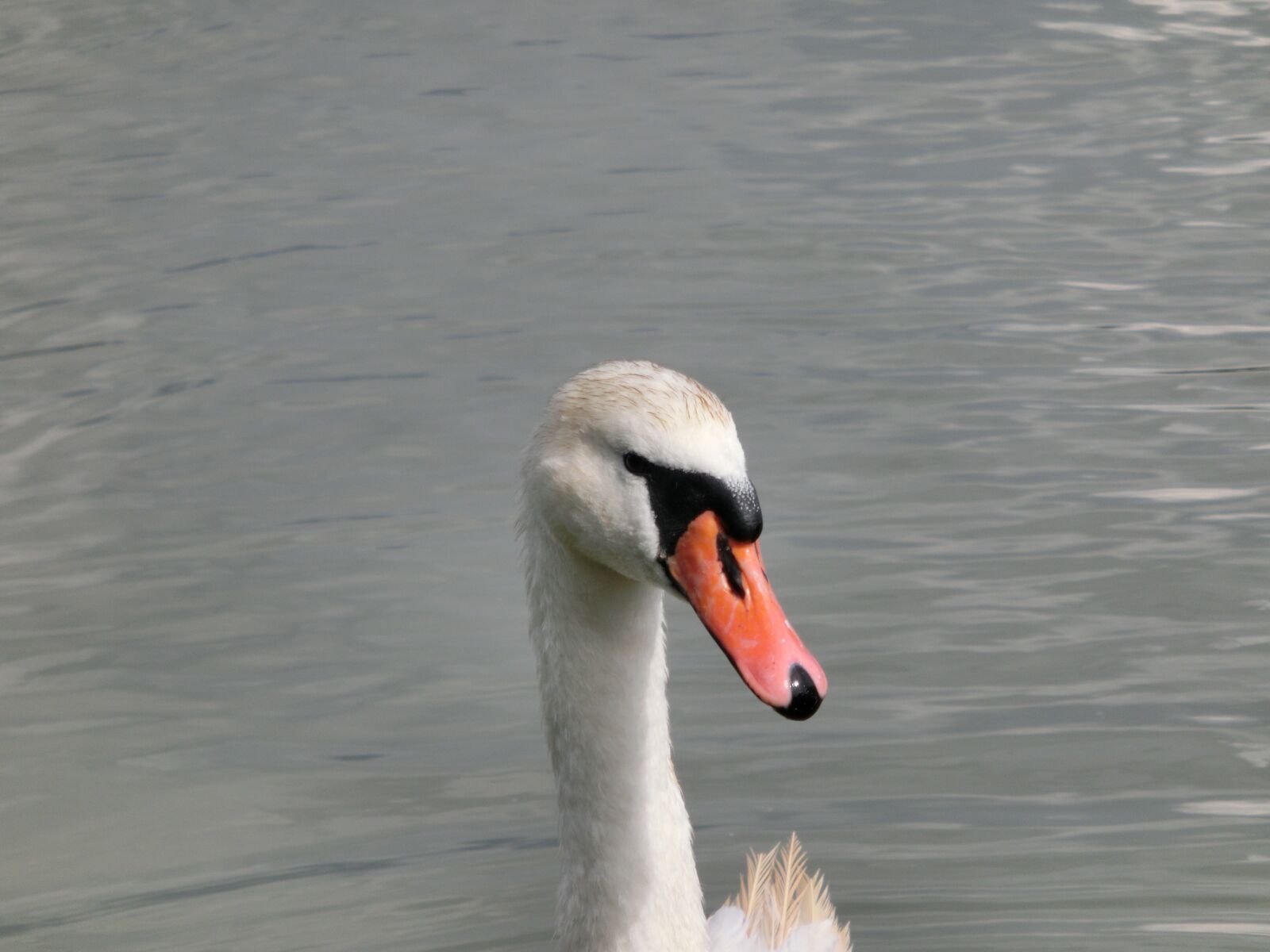 CASIO EX-ZR310 sample photo. Swan, head, animal photography