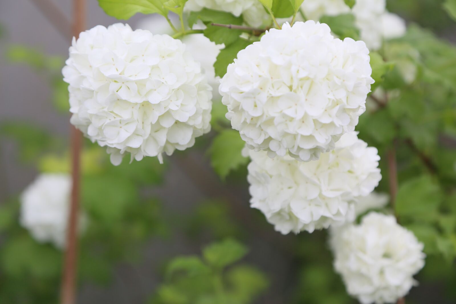 Canon EF 24-105mm F4L IS USM sample photo. Flower, nature, plant photography