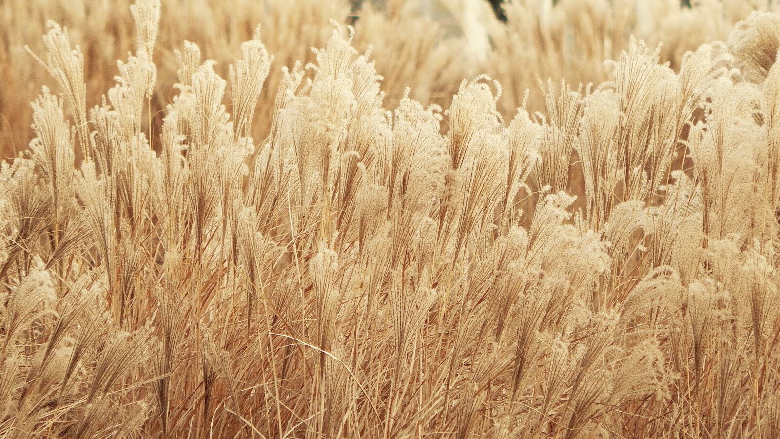 Nikon Coolpix L830 sample photo. Vegetation, wheat, yellow photography