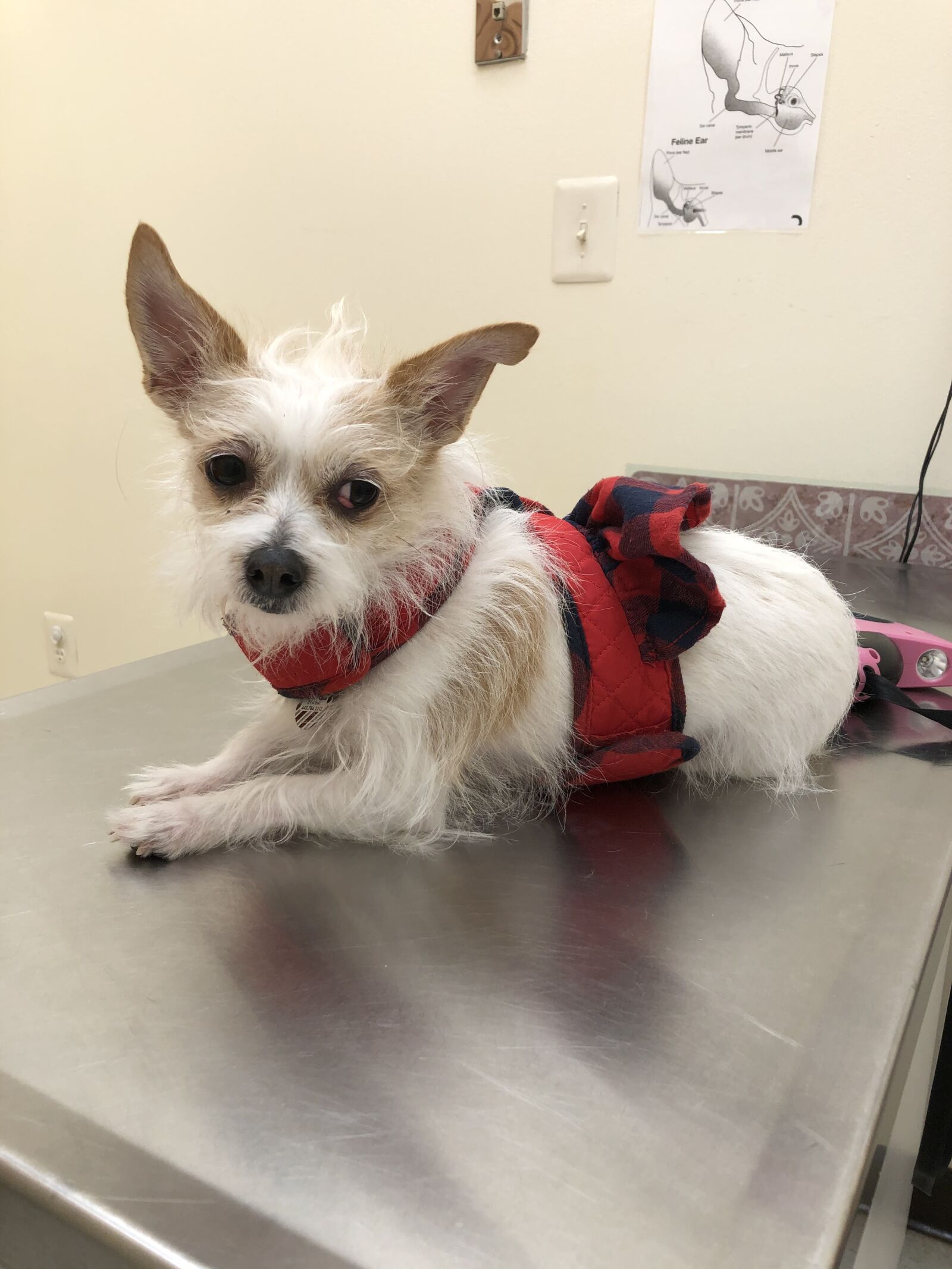 iPhone 8 Plus back dual camera 3.99mm f/1.8 sample photo. Puppy, chihuahua, veterinarian photography