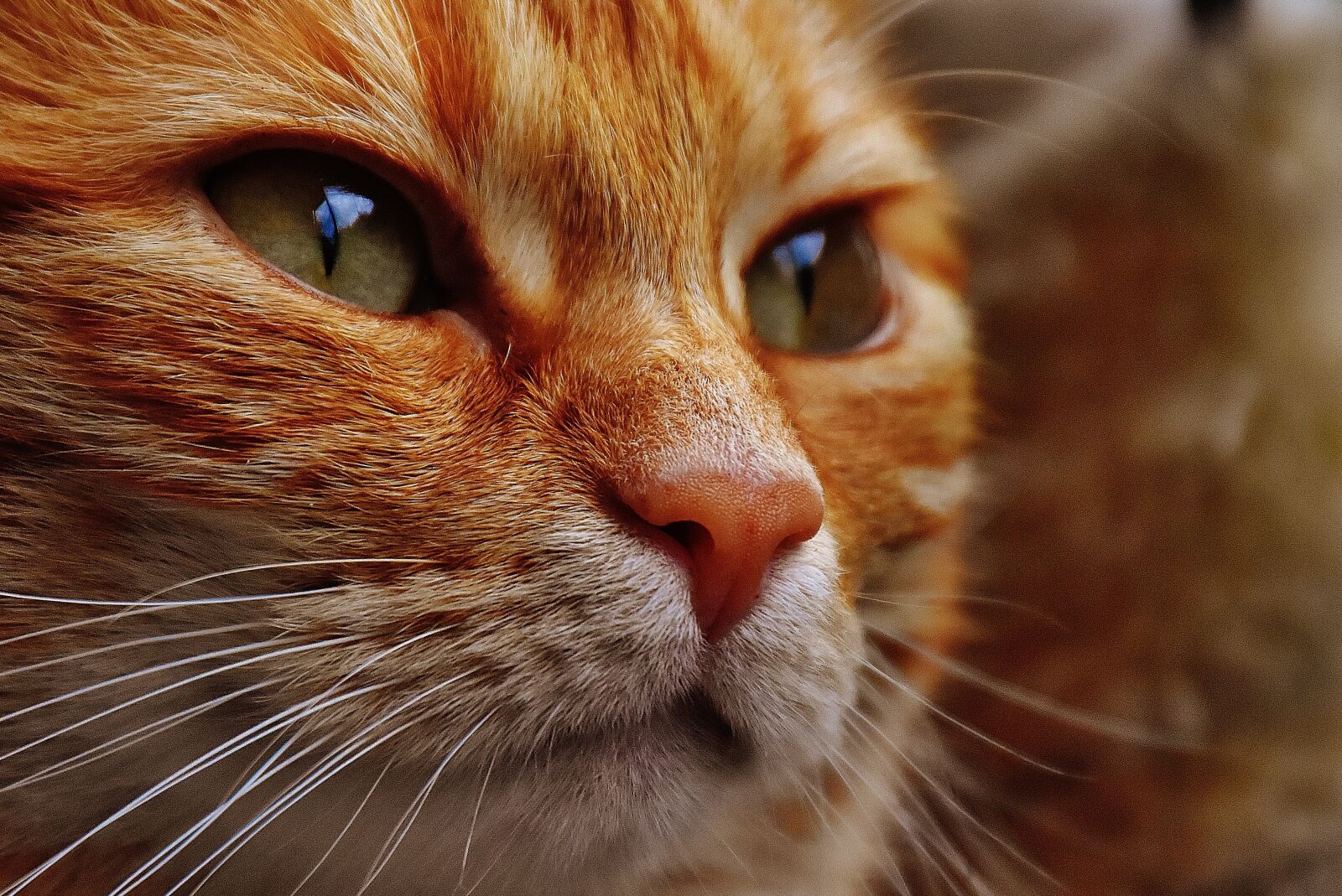 Nikon D7200 sample photo. Cat, red, cute photography